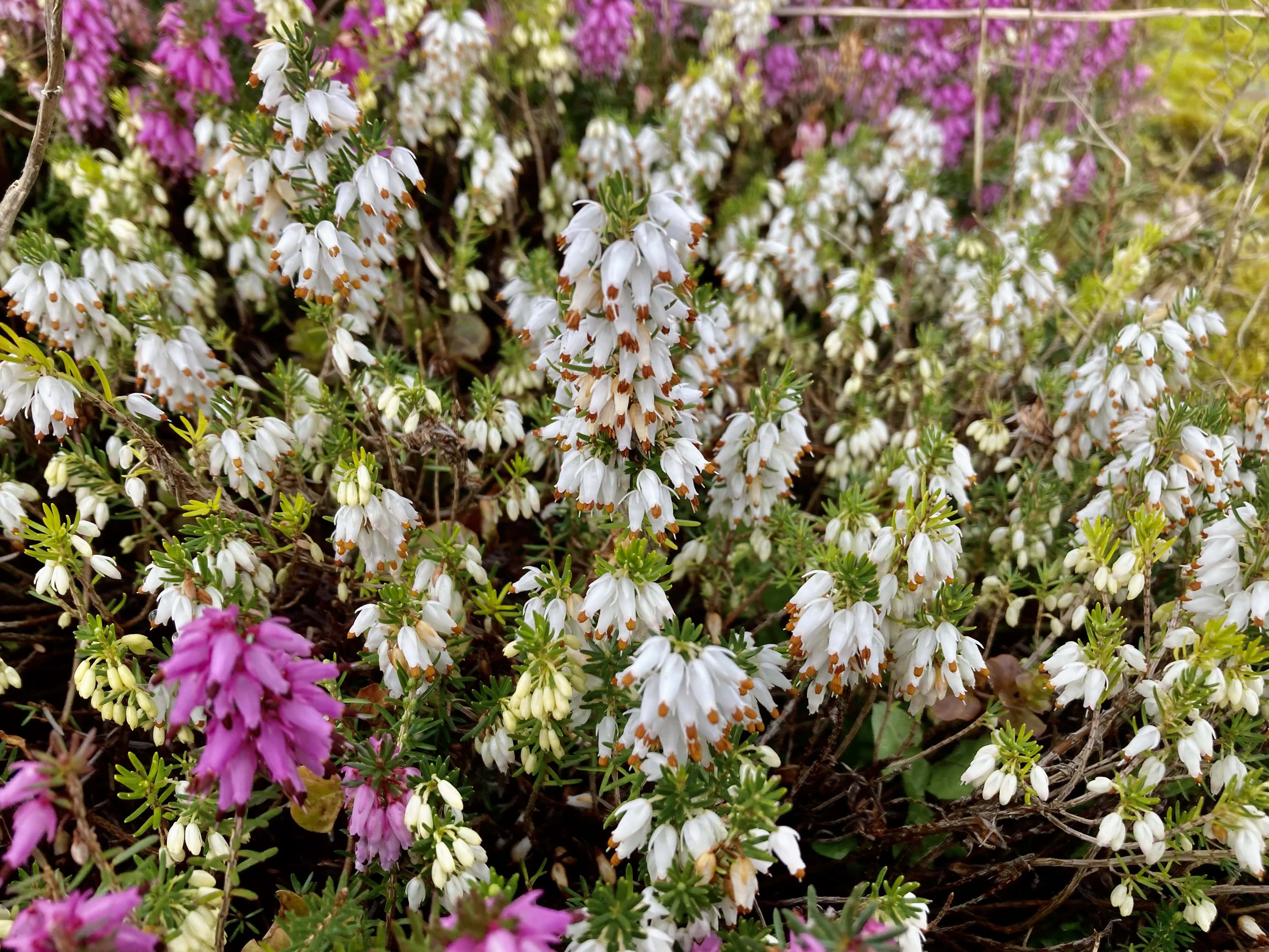 White Heather — FOTD Mar 27