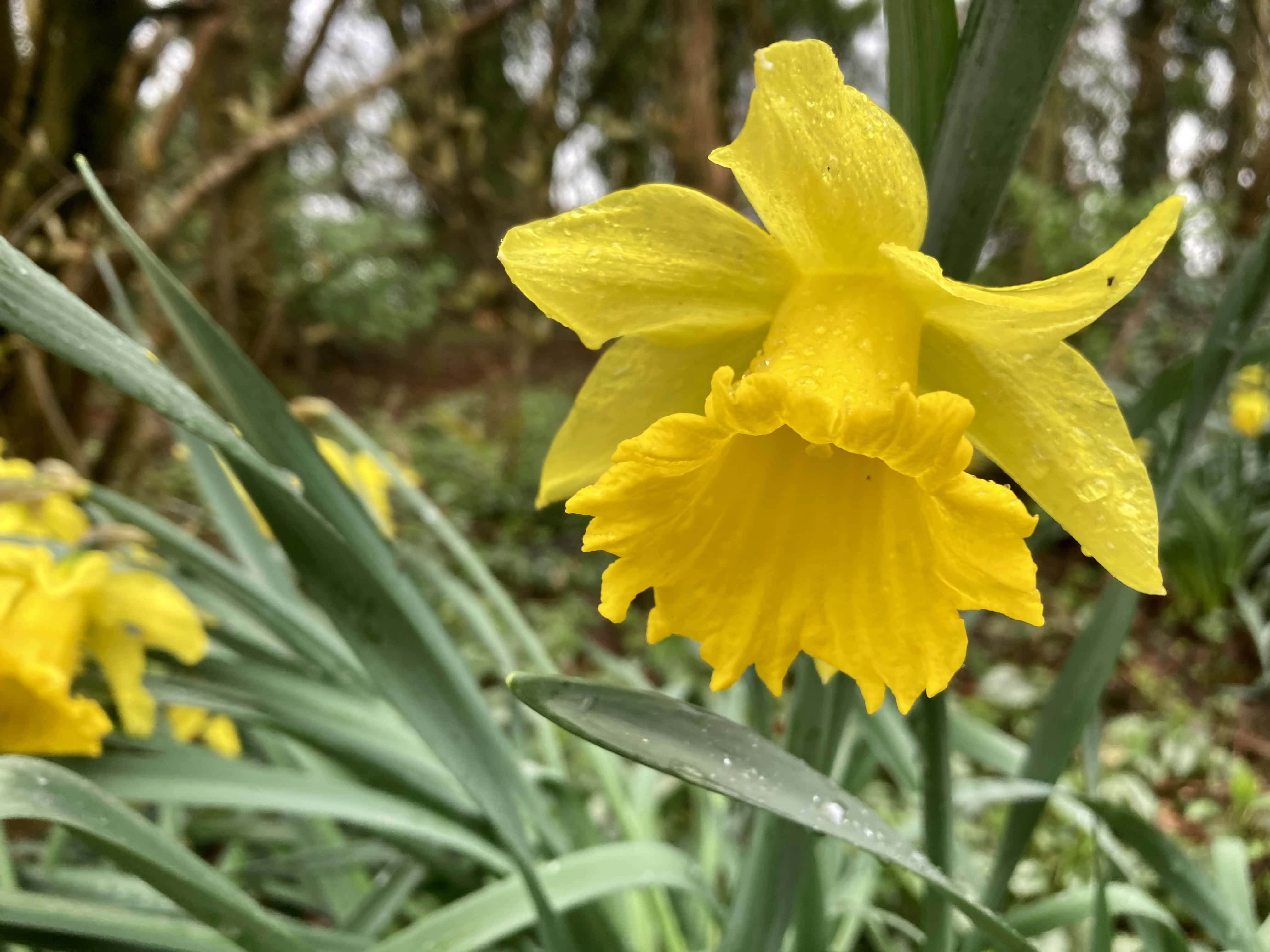 Daffodil — FOTD Mar 28