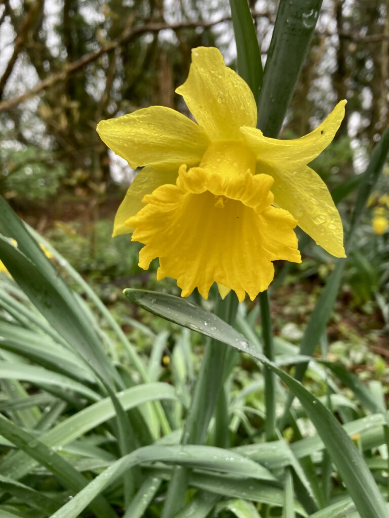 Daffodil
