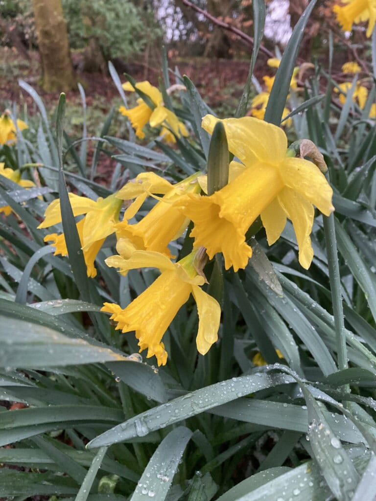 Daffodils & raindrops