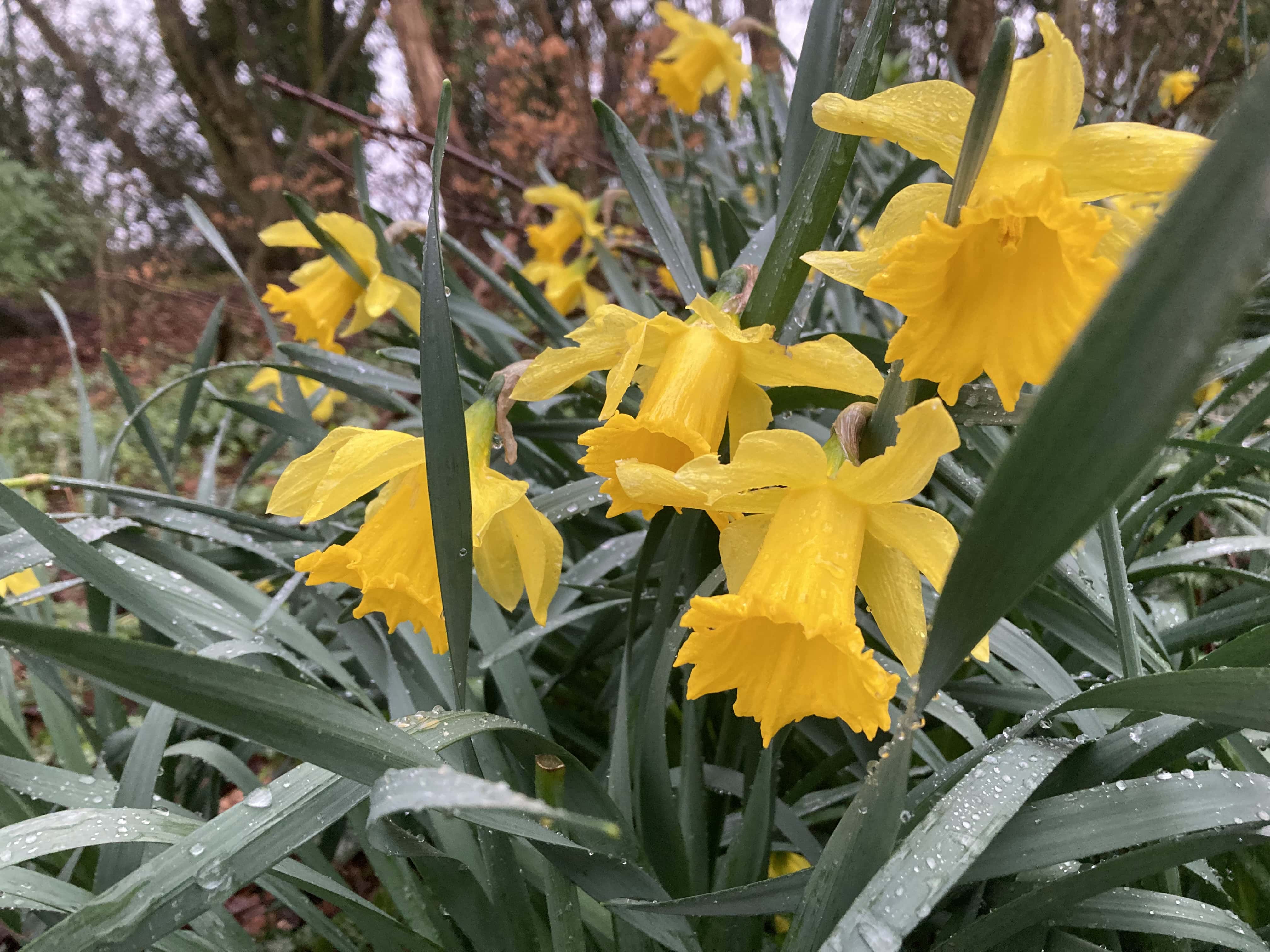 Daffodils — FOTD Mar 31
