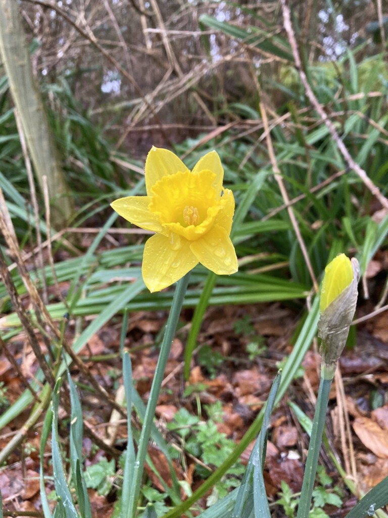 Daffodil & bud