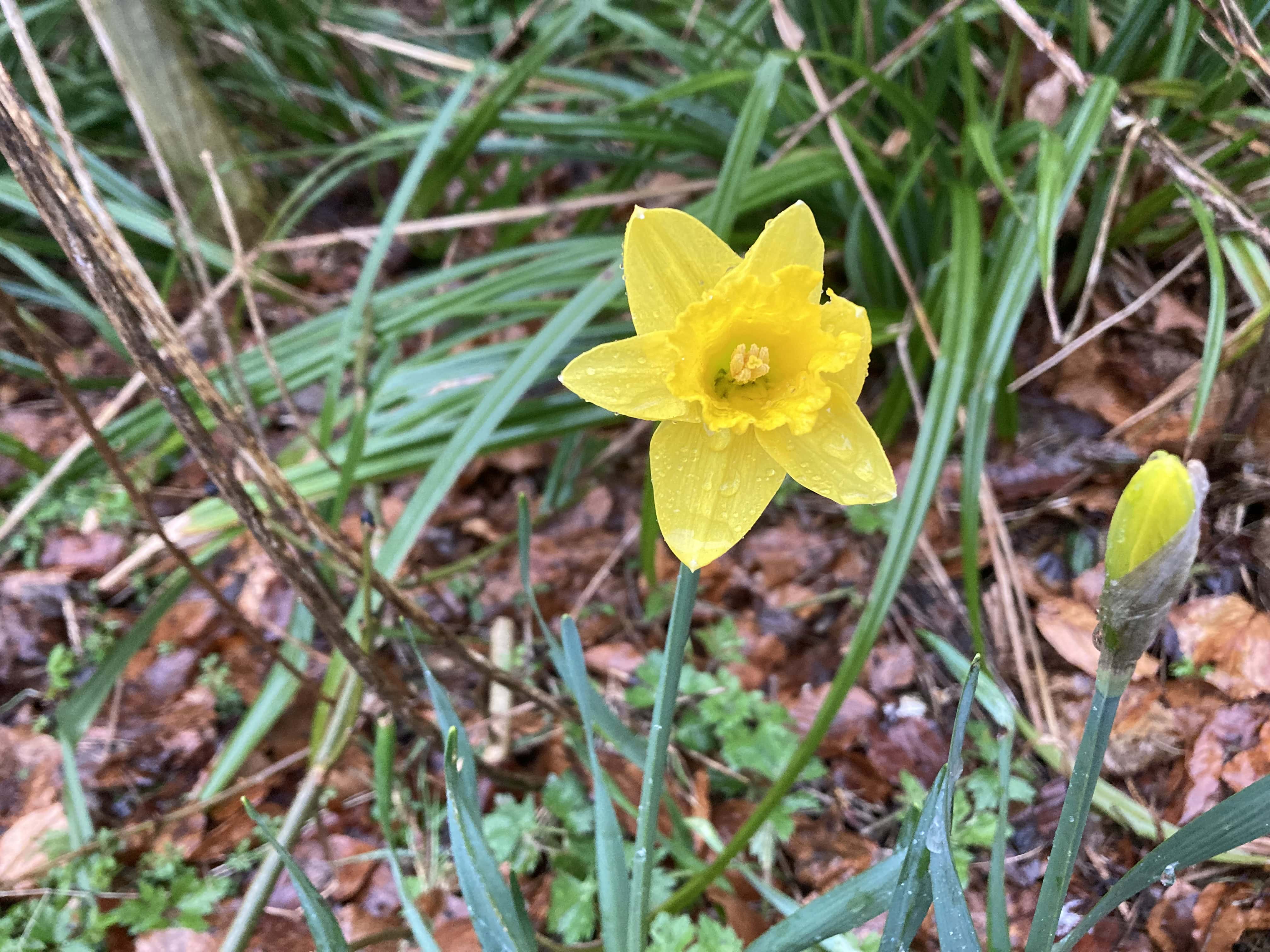 Daffodil & Bud — FOTD Apr 02