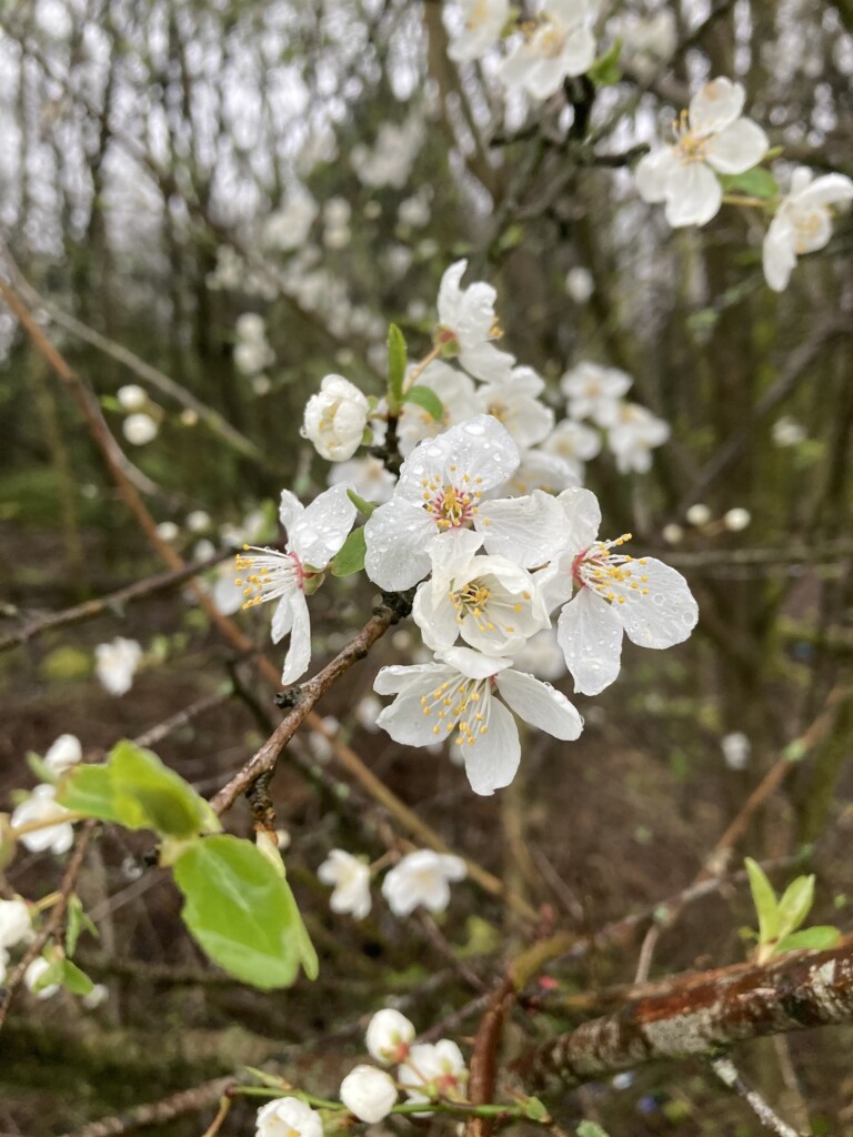 White blossom