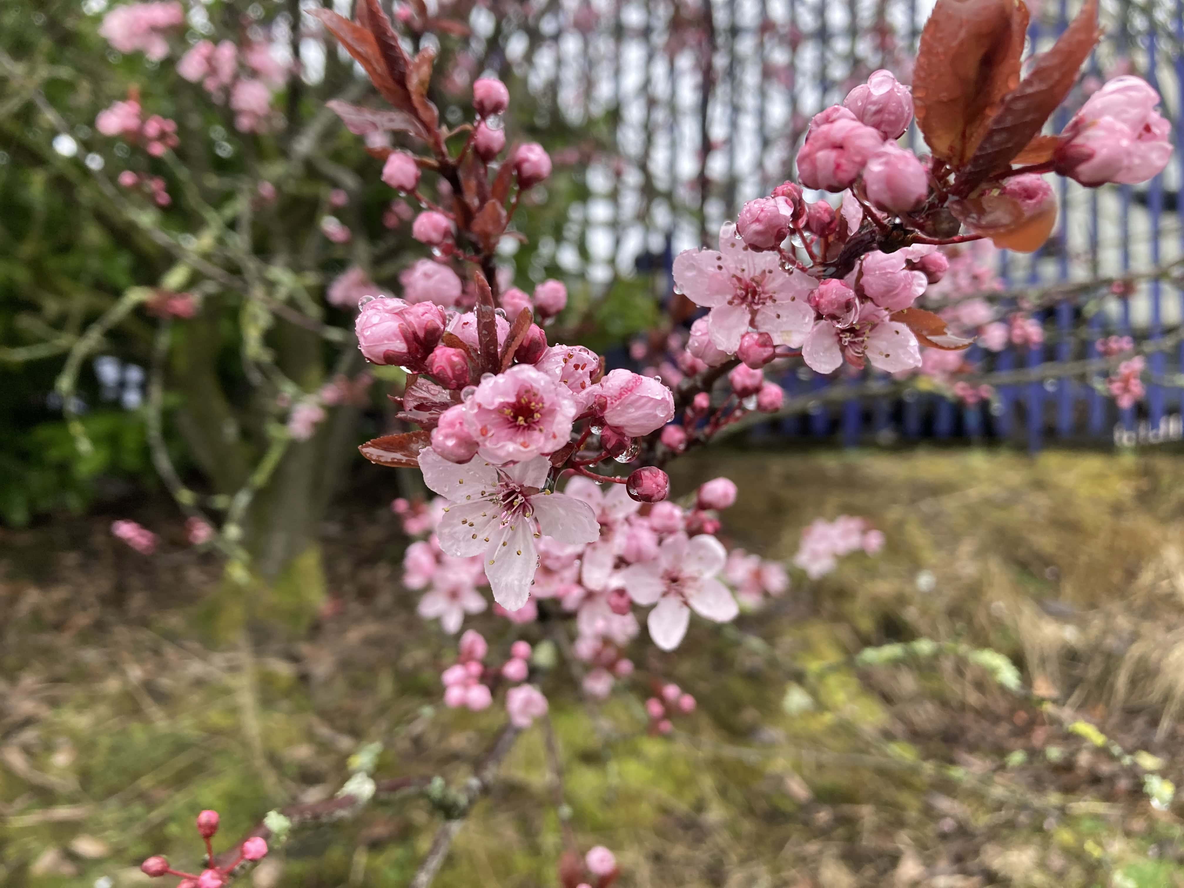 Pink Blossom — FOTD Mar 30