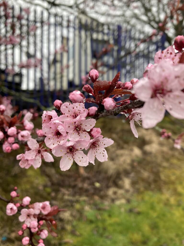 Pink blossom