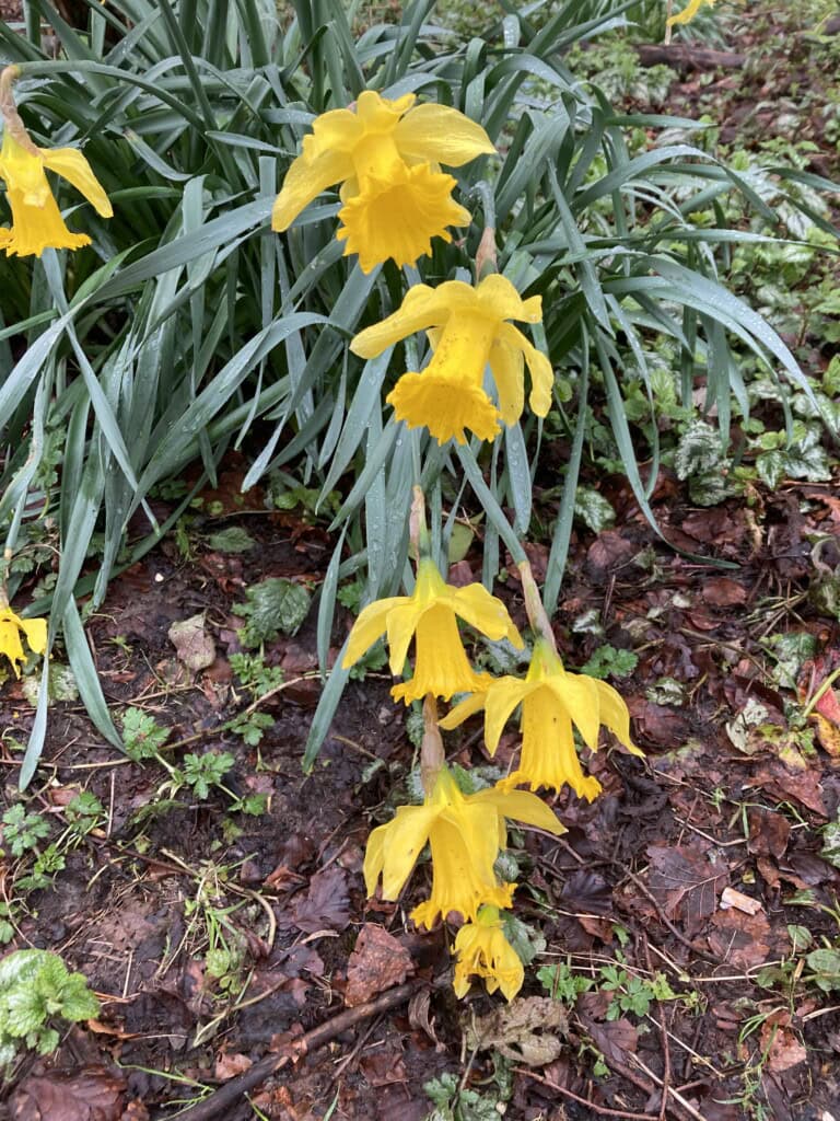 Daffodils in the rain