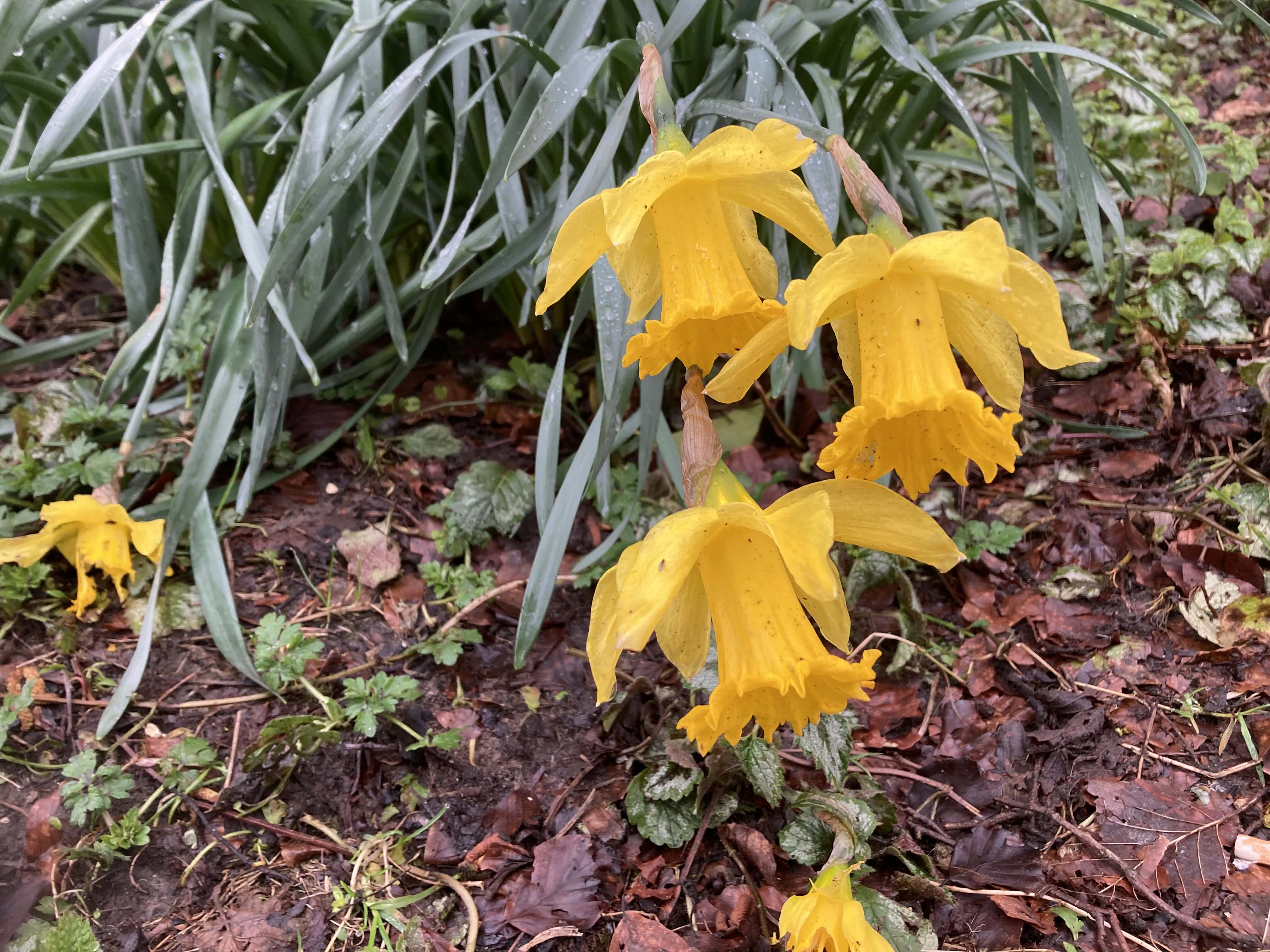 Heads Bowed in the Spring Rain