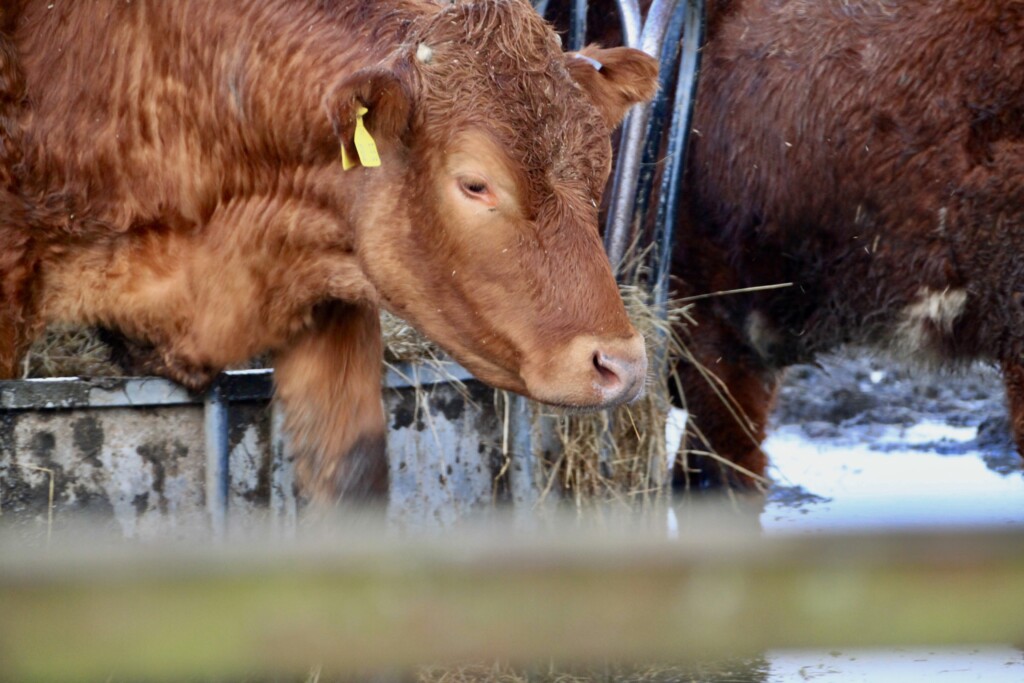 Young coo