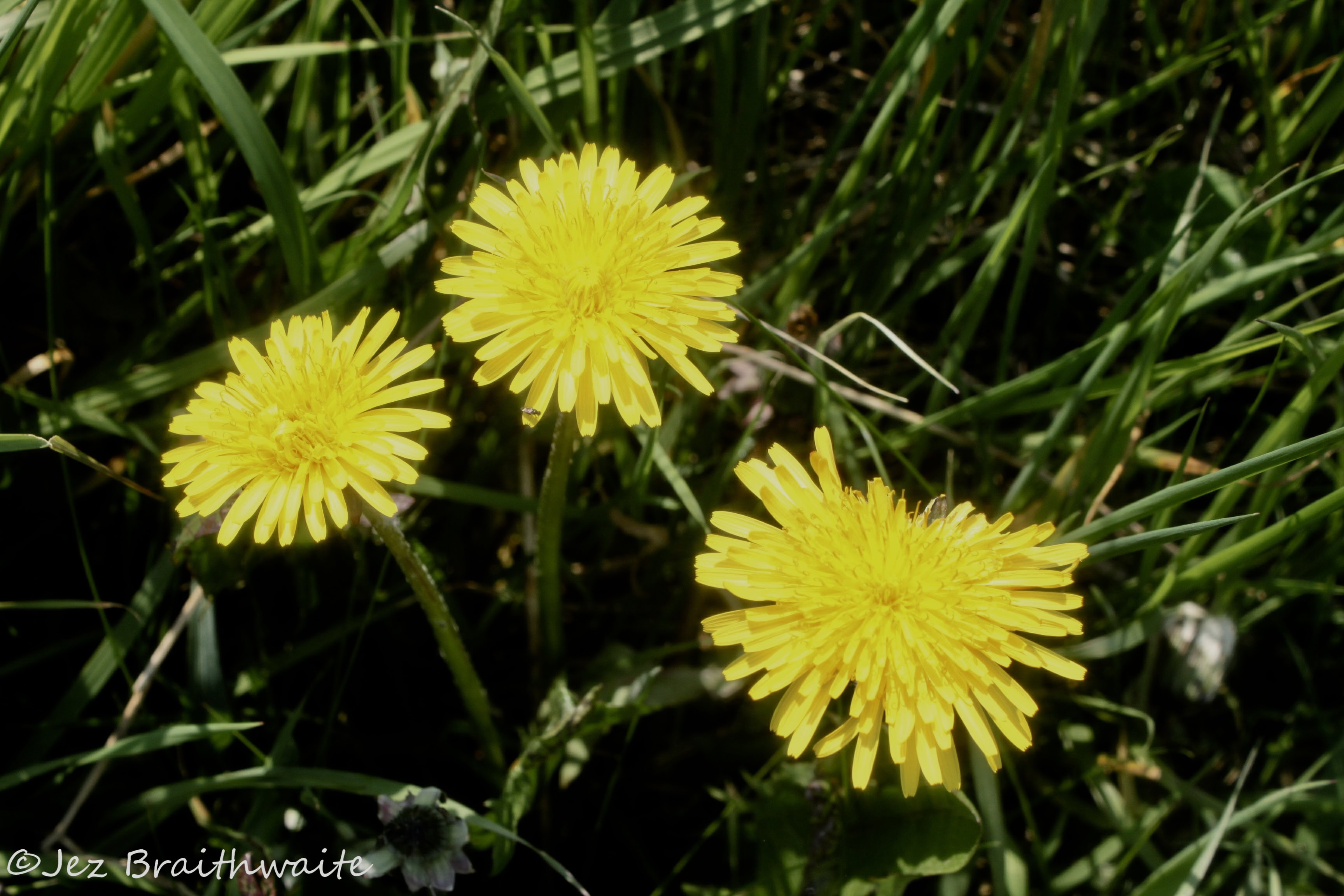 Dandelions — FOTD Mar 10 & Thursday Trios