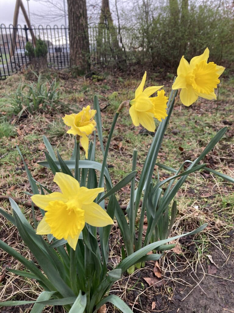 Daffodils