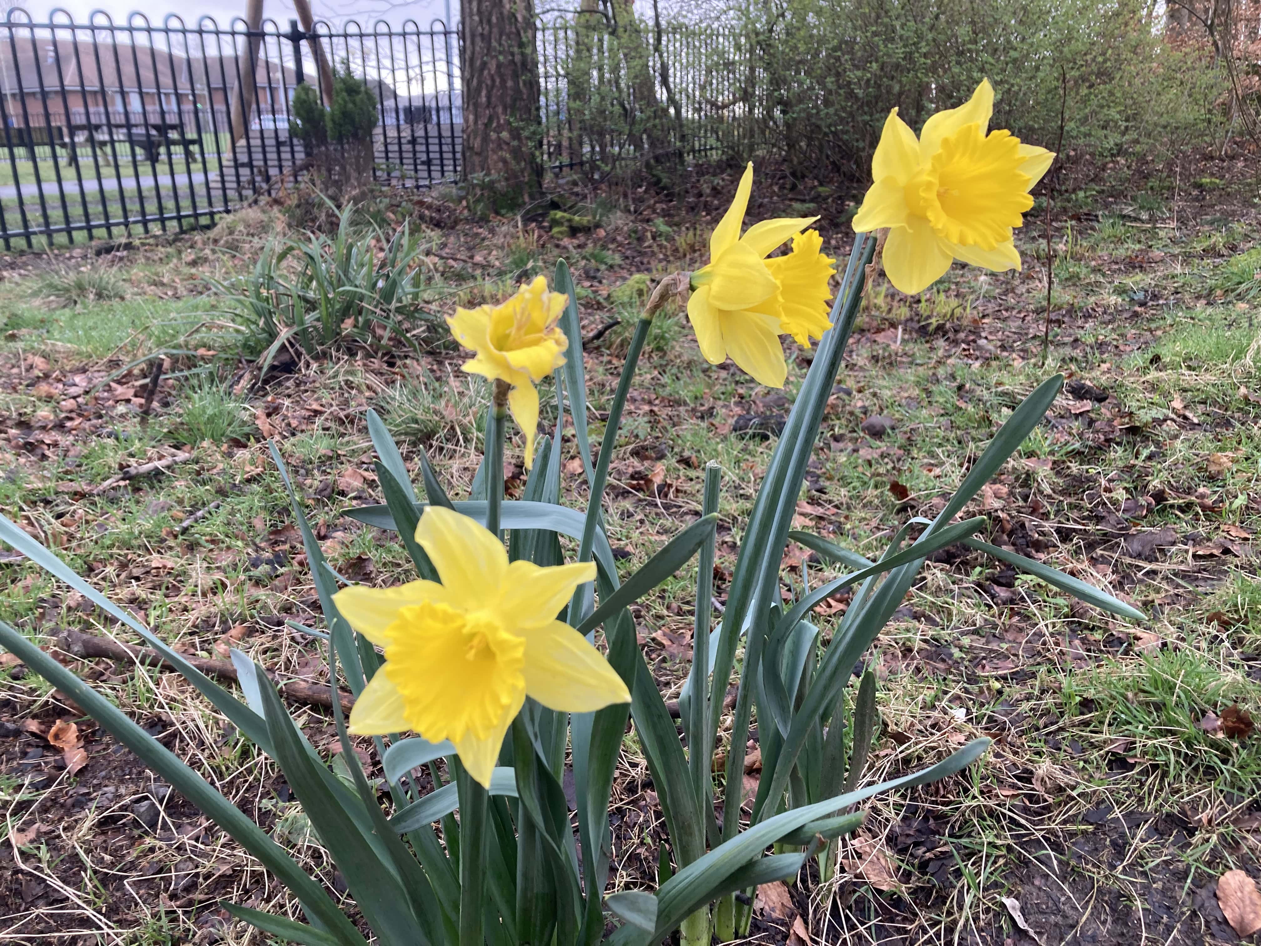 Daffodils — FOTD Apr 05