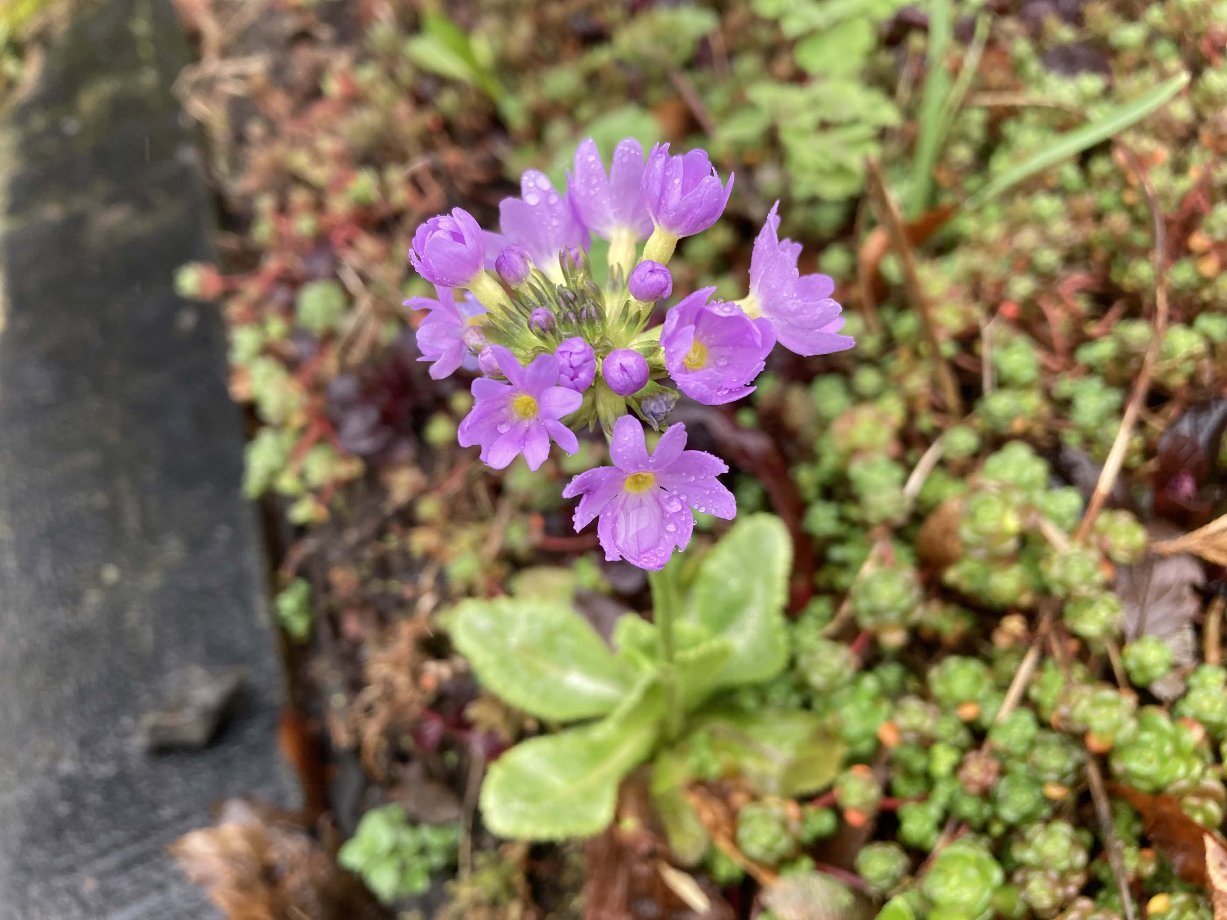 Drumstick Primrose — FOTD Apr 04