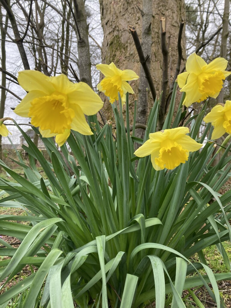 Daffodils
