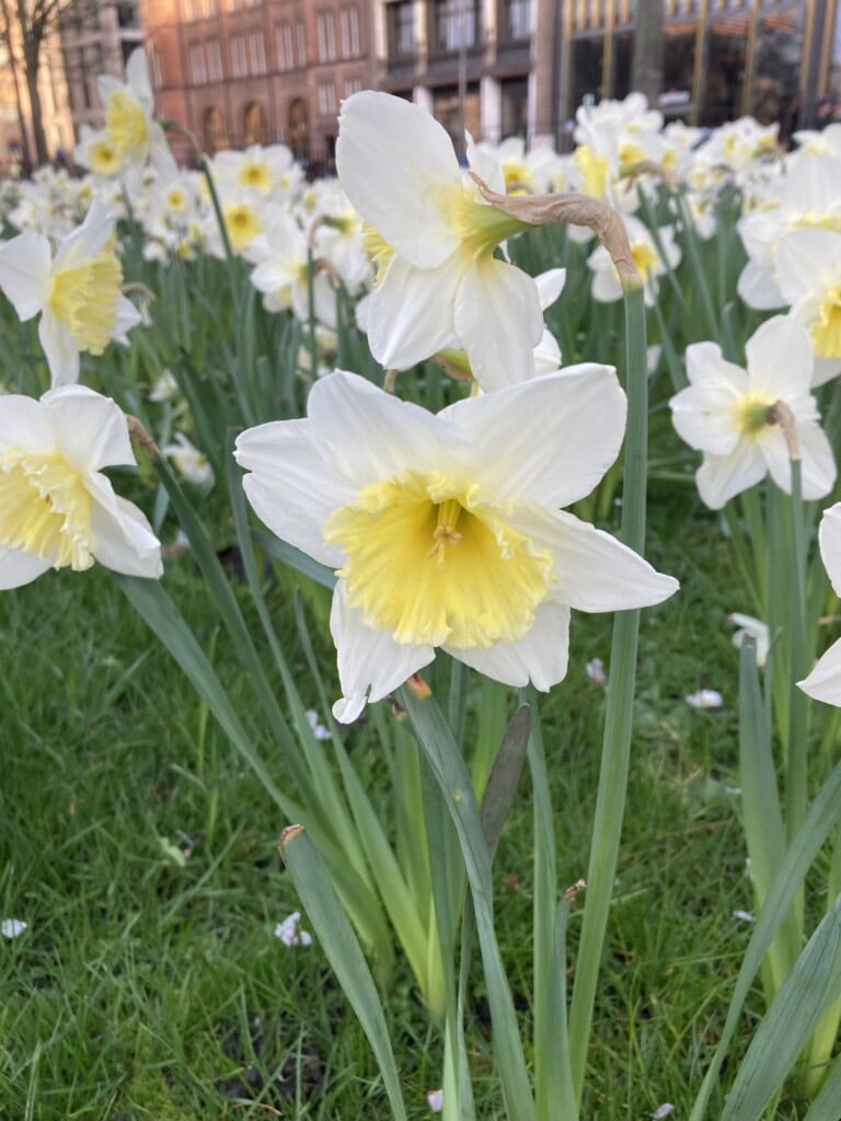 Daffodils in St Andrew Square Garden