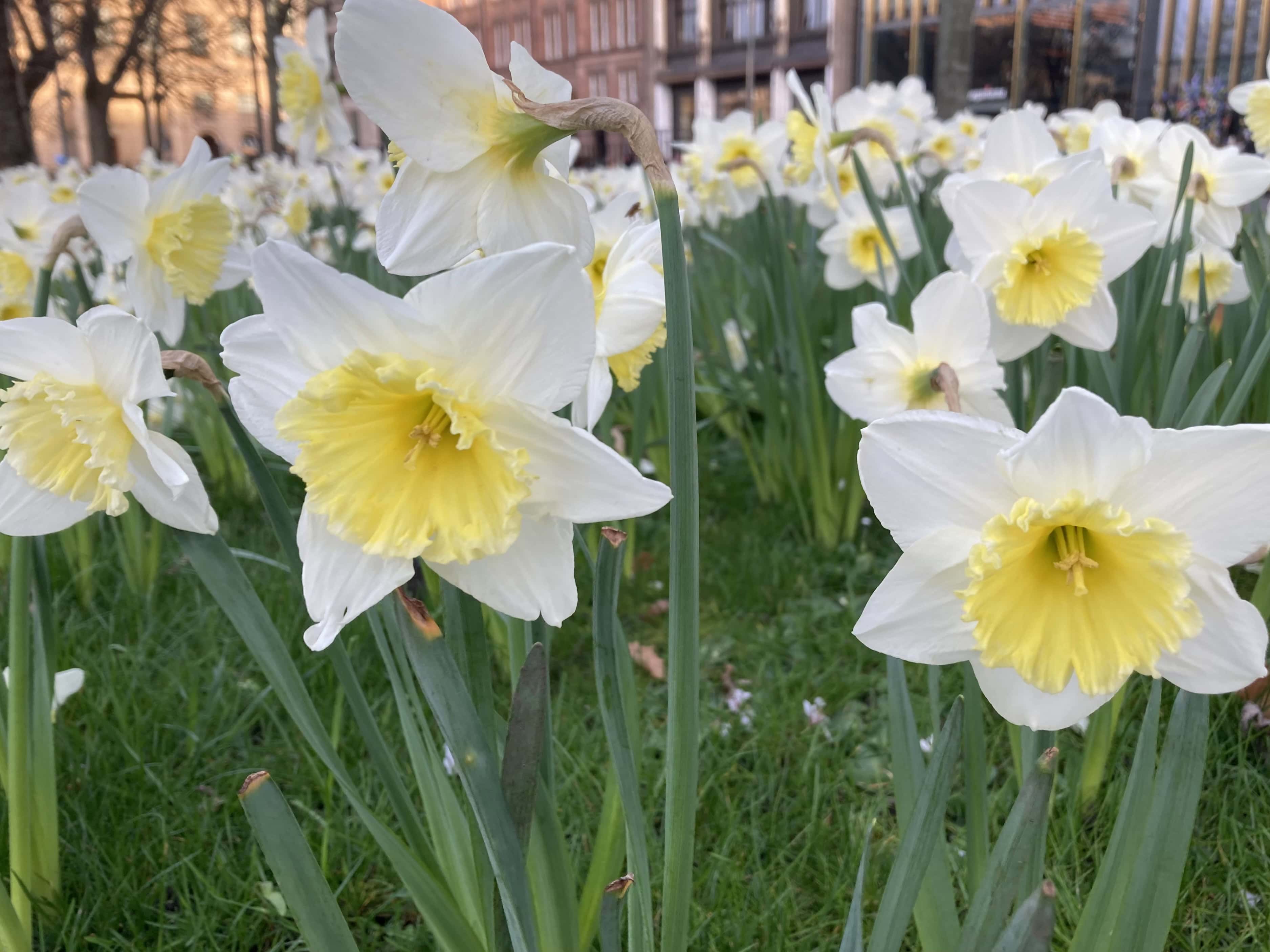 Daffodils — FOTD Apr 12