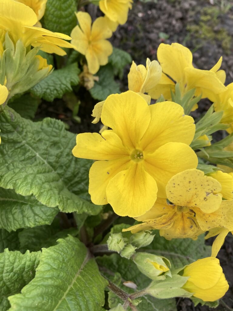 Yellow primrose