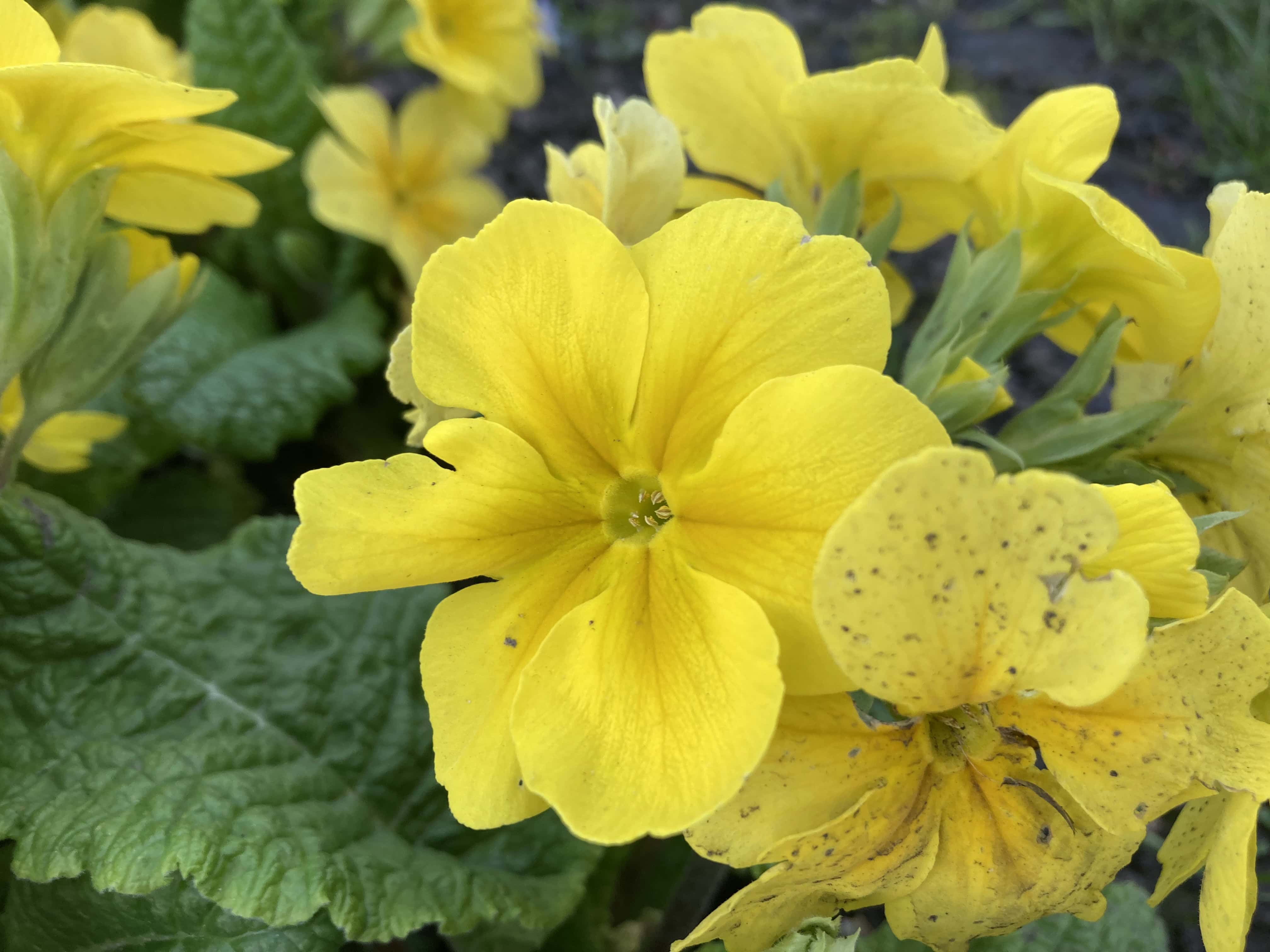 Primrose — FOTD Apr 13