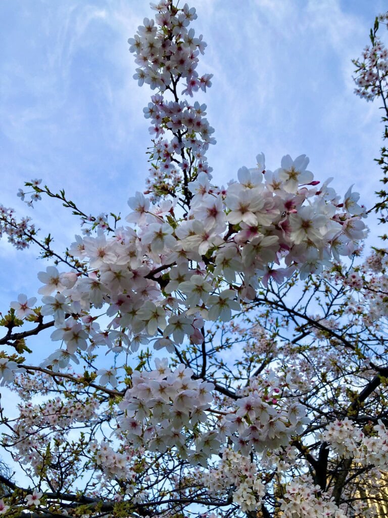 Blossom in Edinburgh