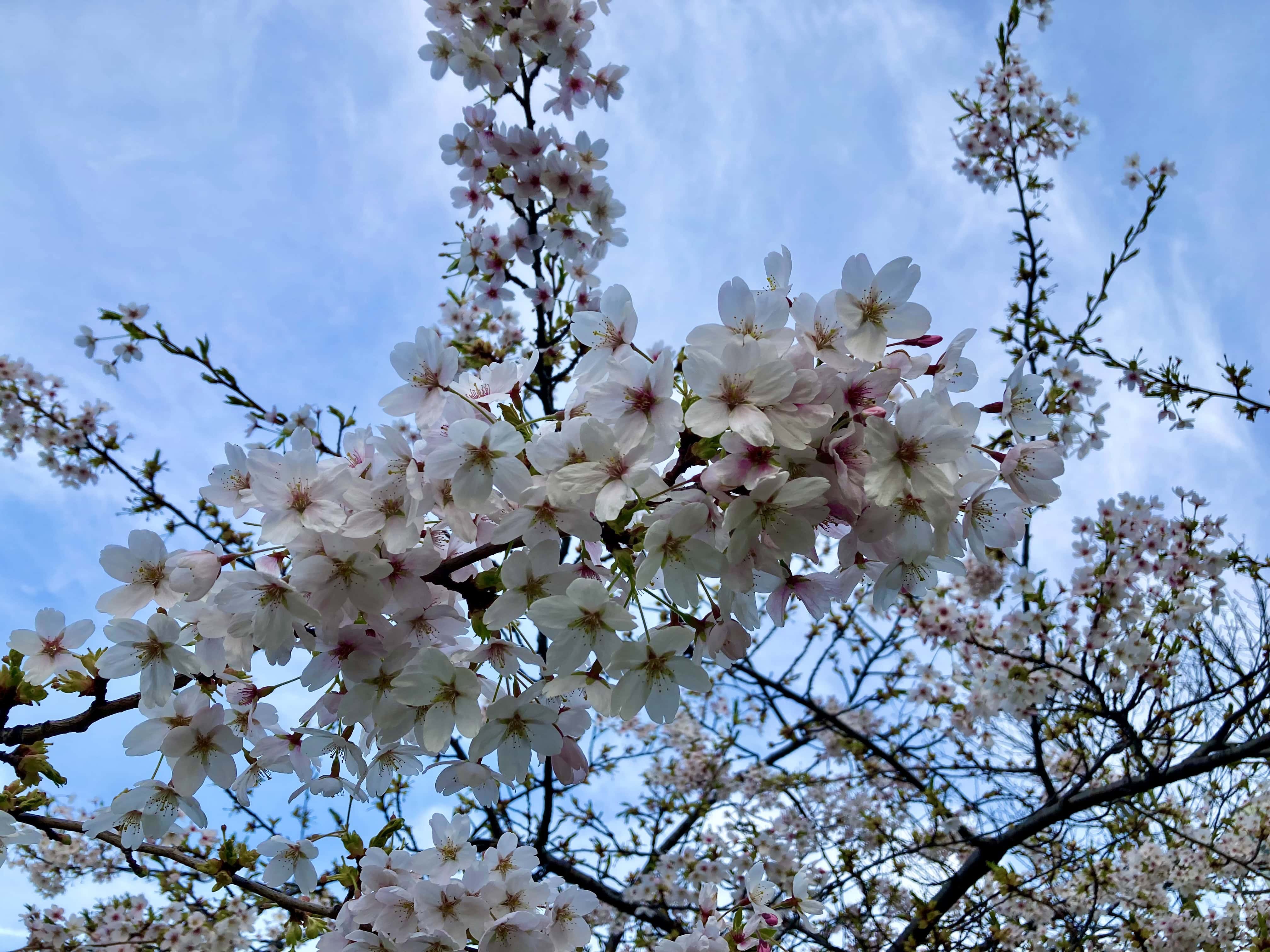 Blossom — FOTD Apr 14