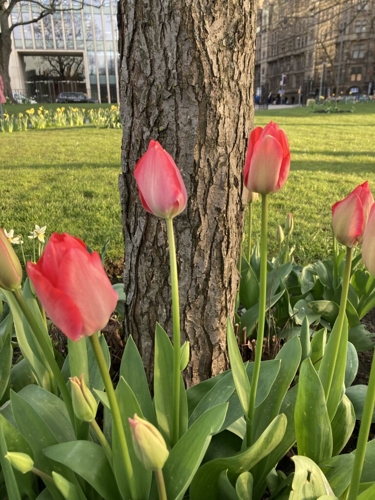Tulips in St Andrew Square Garden, Edinburgh