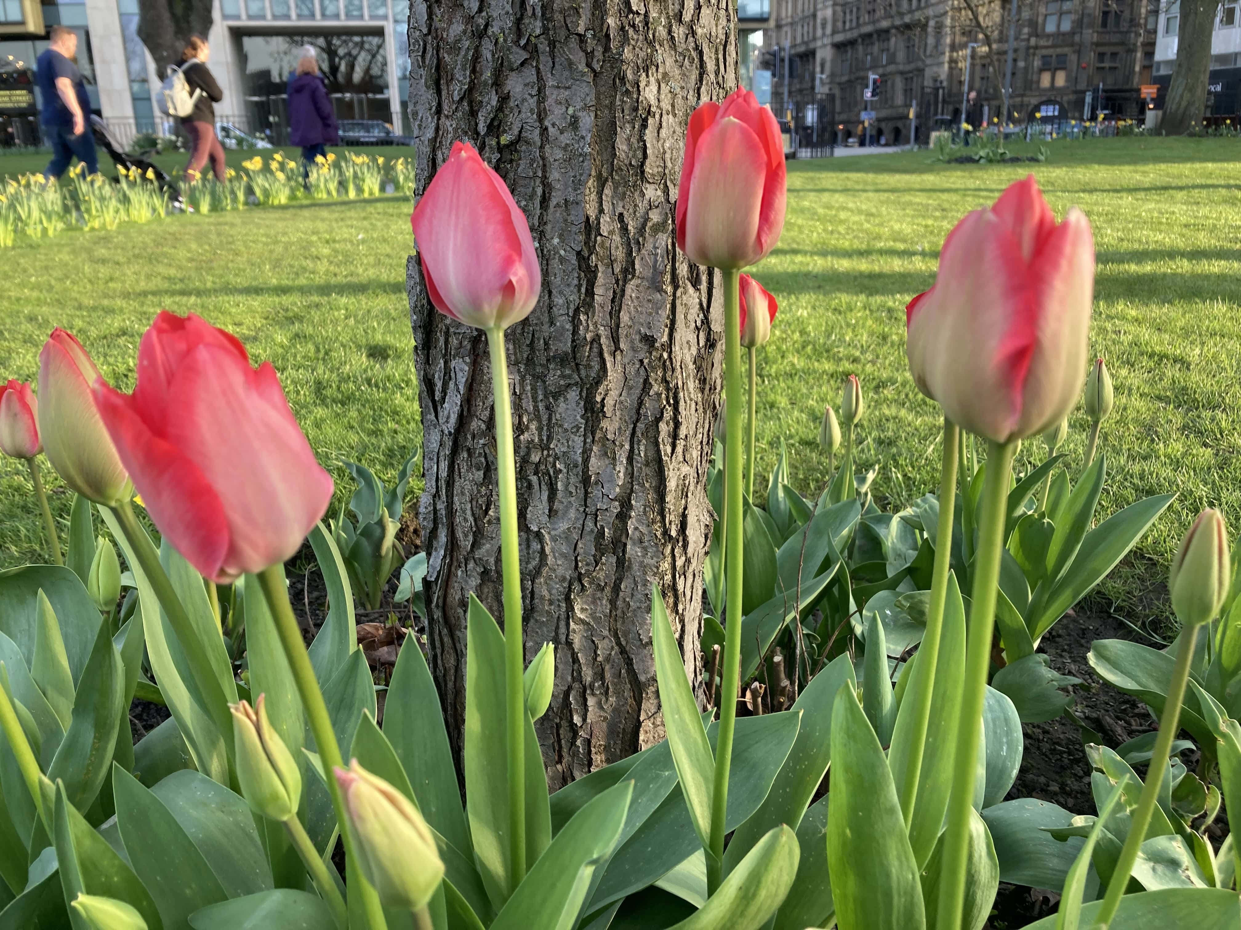 Tulips — FOTD Apr 11