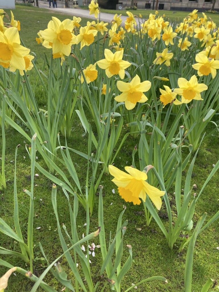 Daffodils in Edinburgh