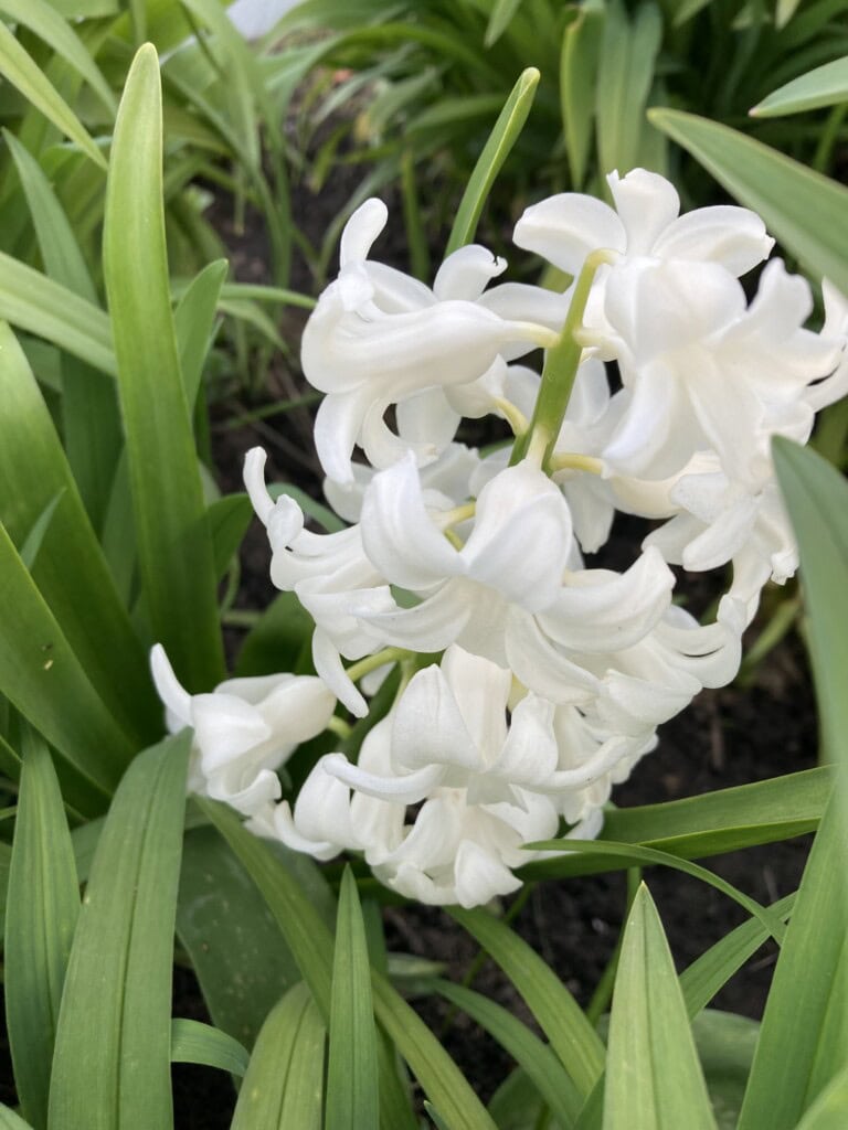 White hyacinths in Edinburgh