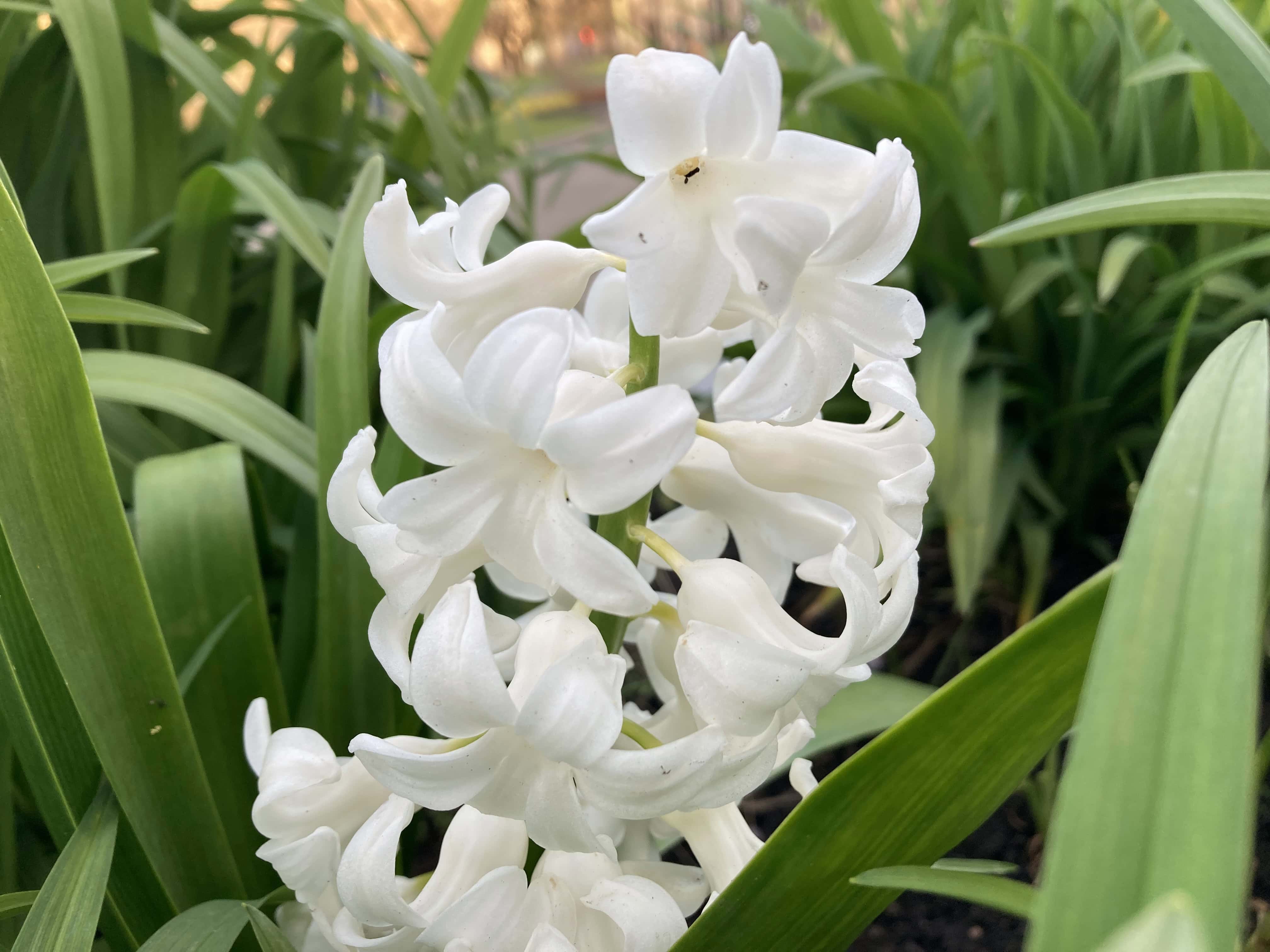 Hyacinths — FOTD Apr 16