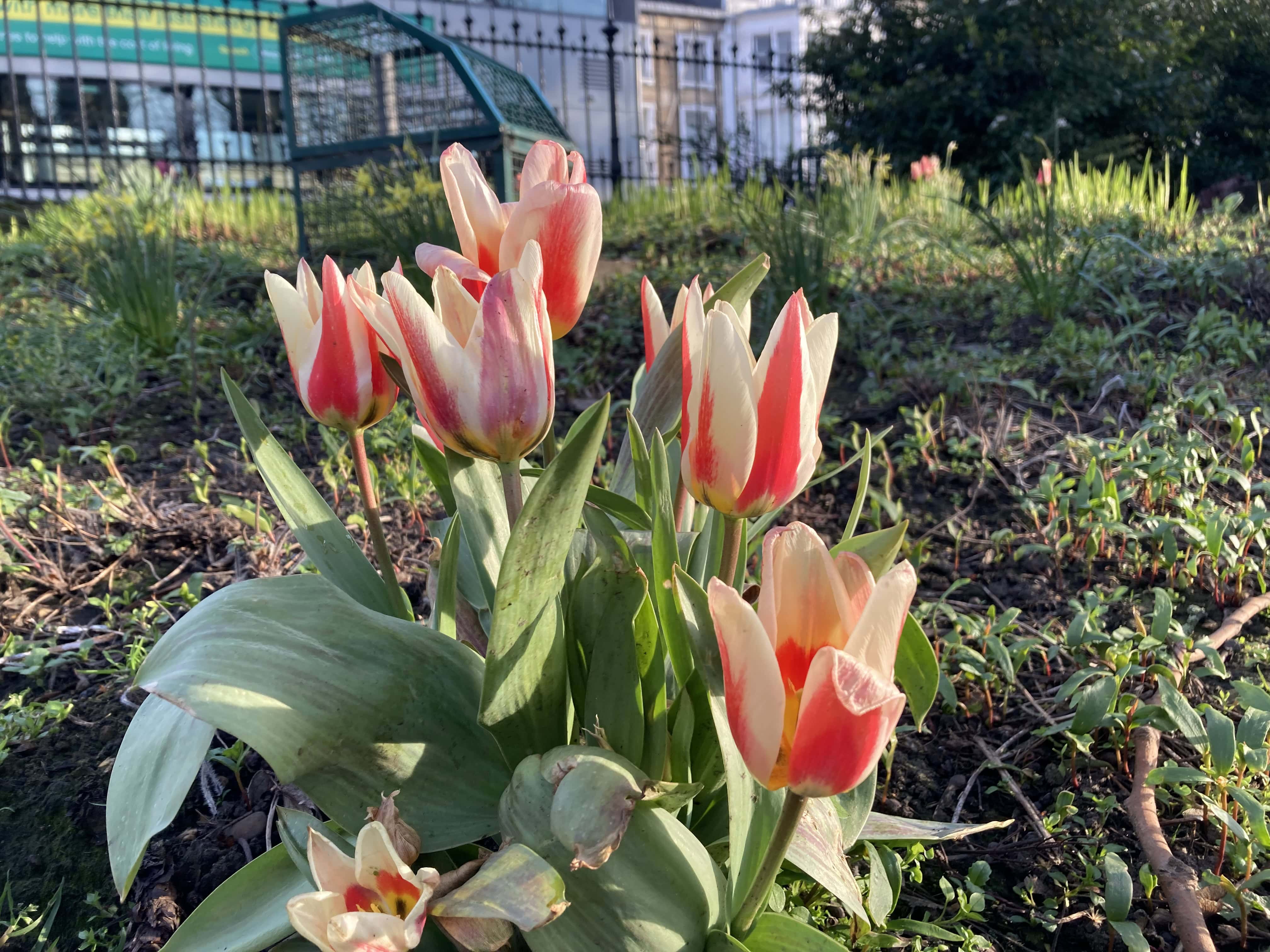 Tulips — FOTD Apr 17