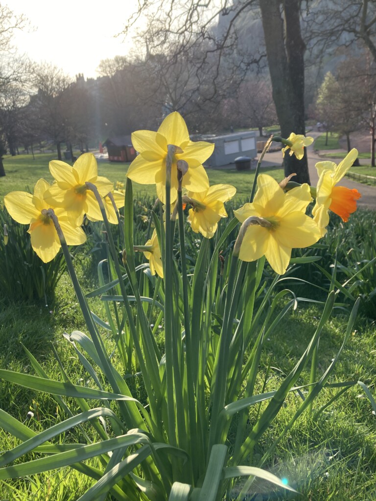 Daffodils in Princes Street Gardens