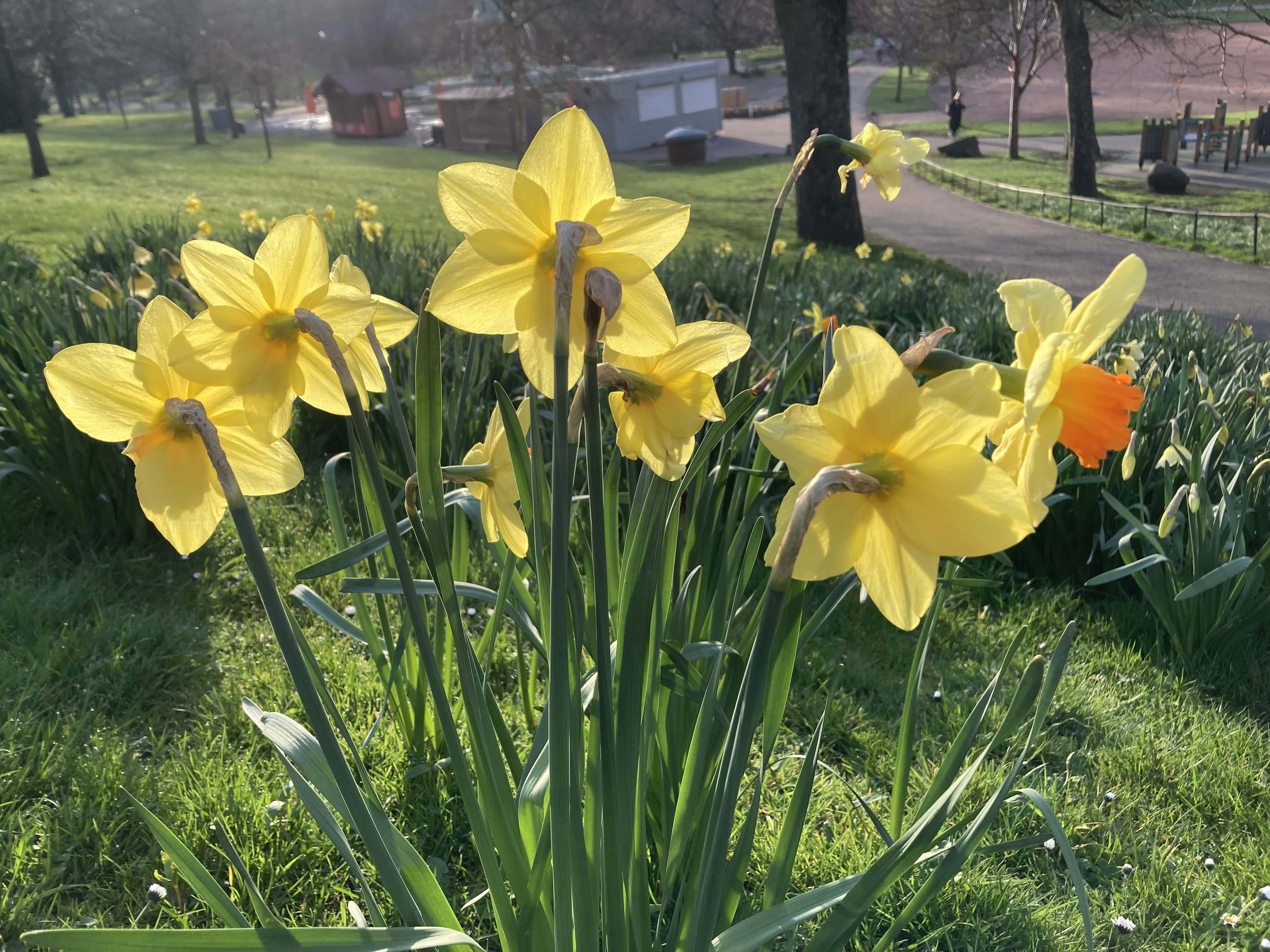 Daffodil Backs — FOTD Apr 18