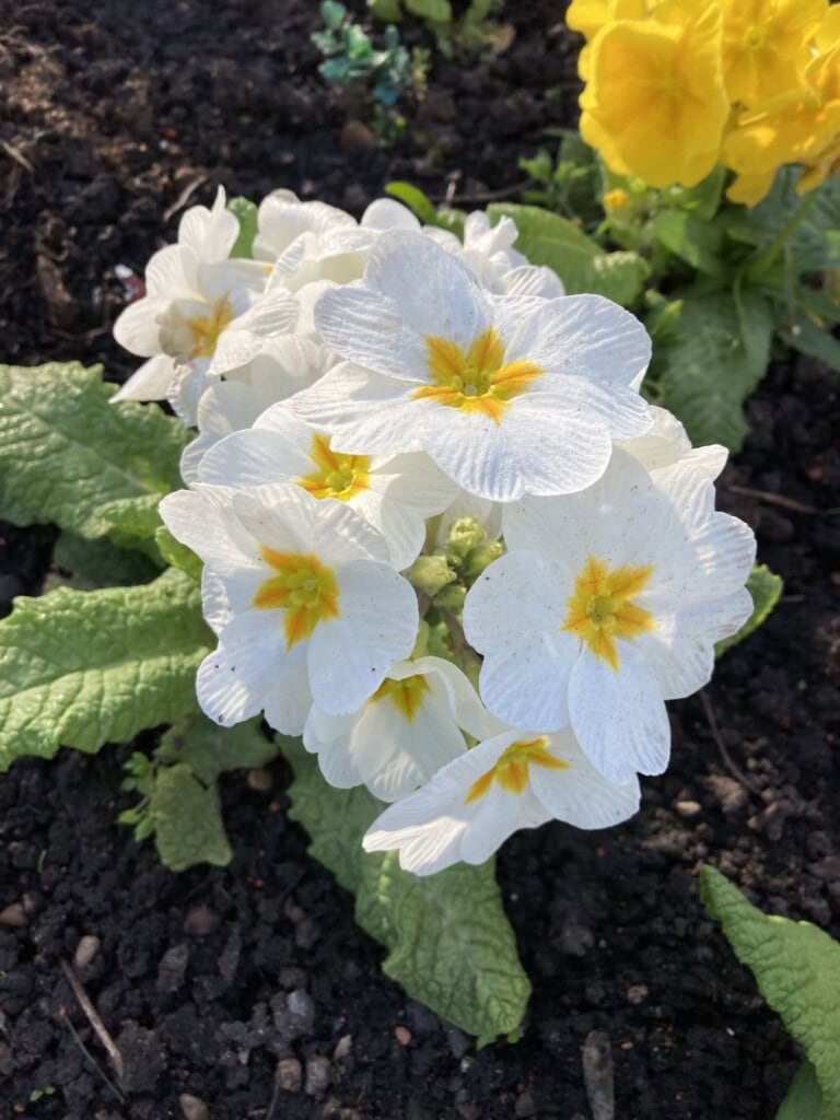 White primroses in Princes Street Gardens