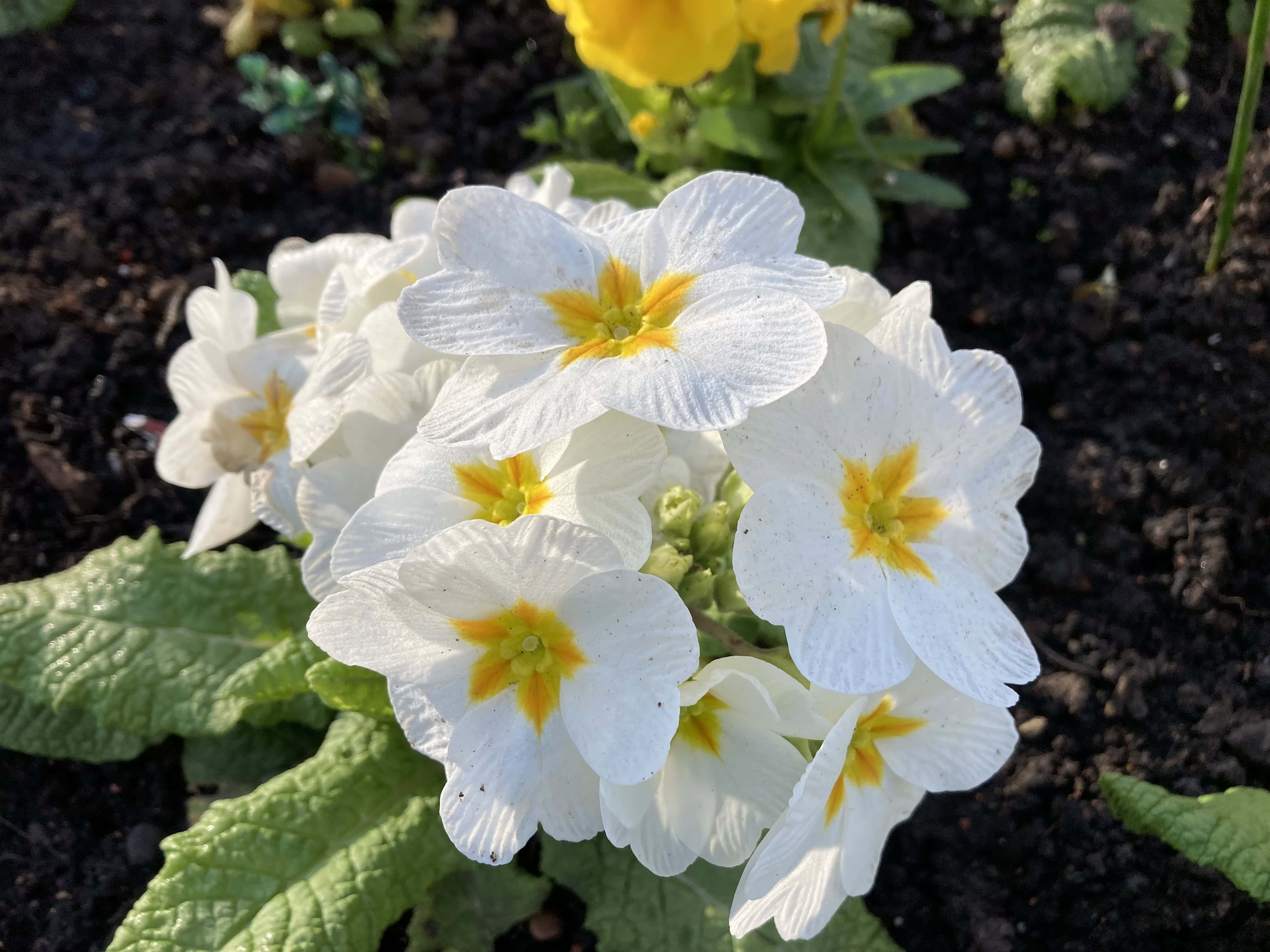 Primrose — FOTD Apr 19