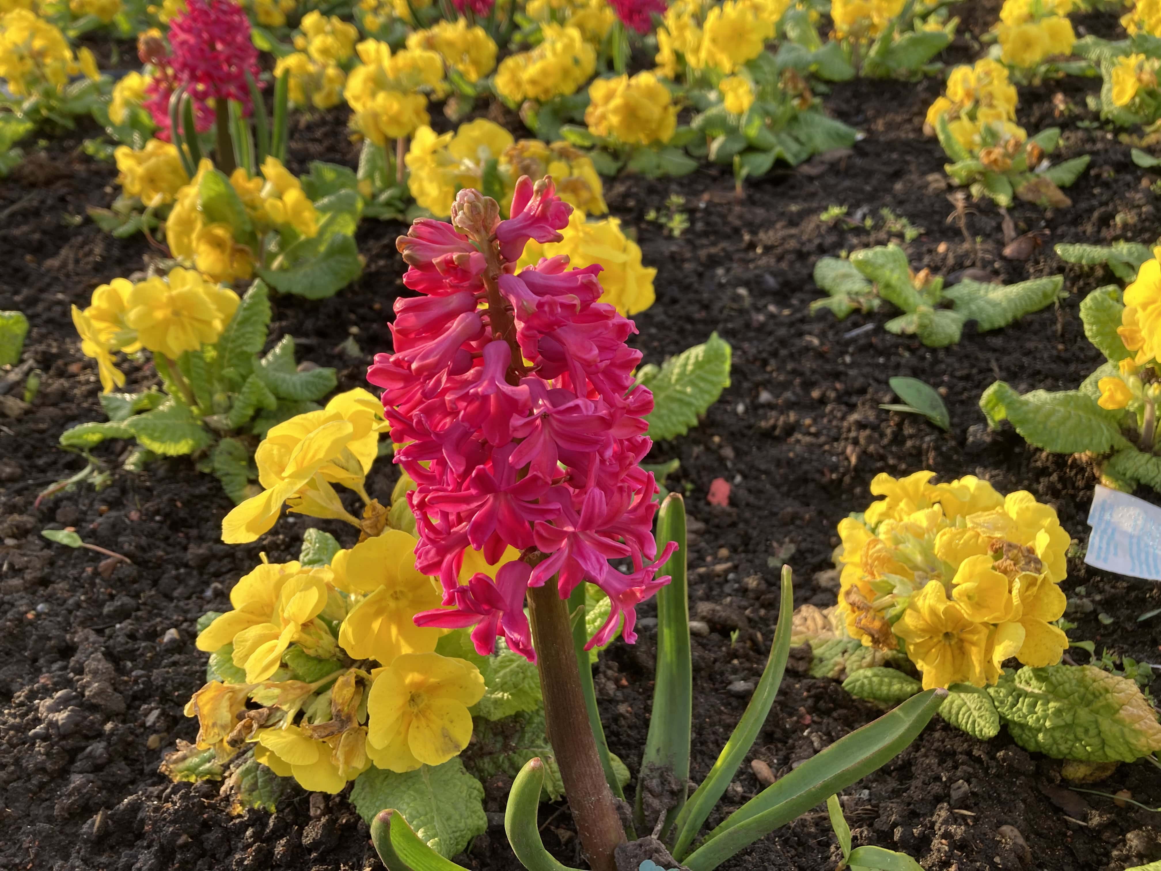 Hyacinths — FOTD Apr 20
