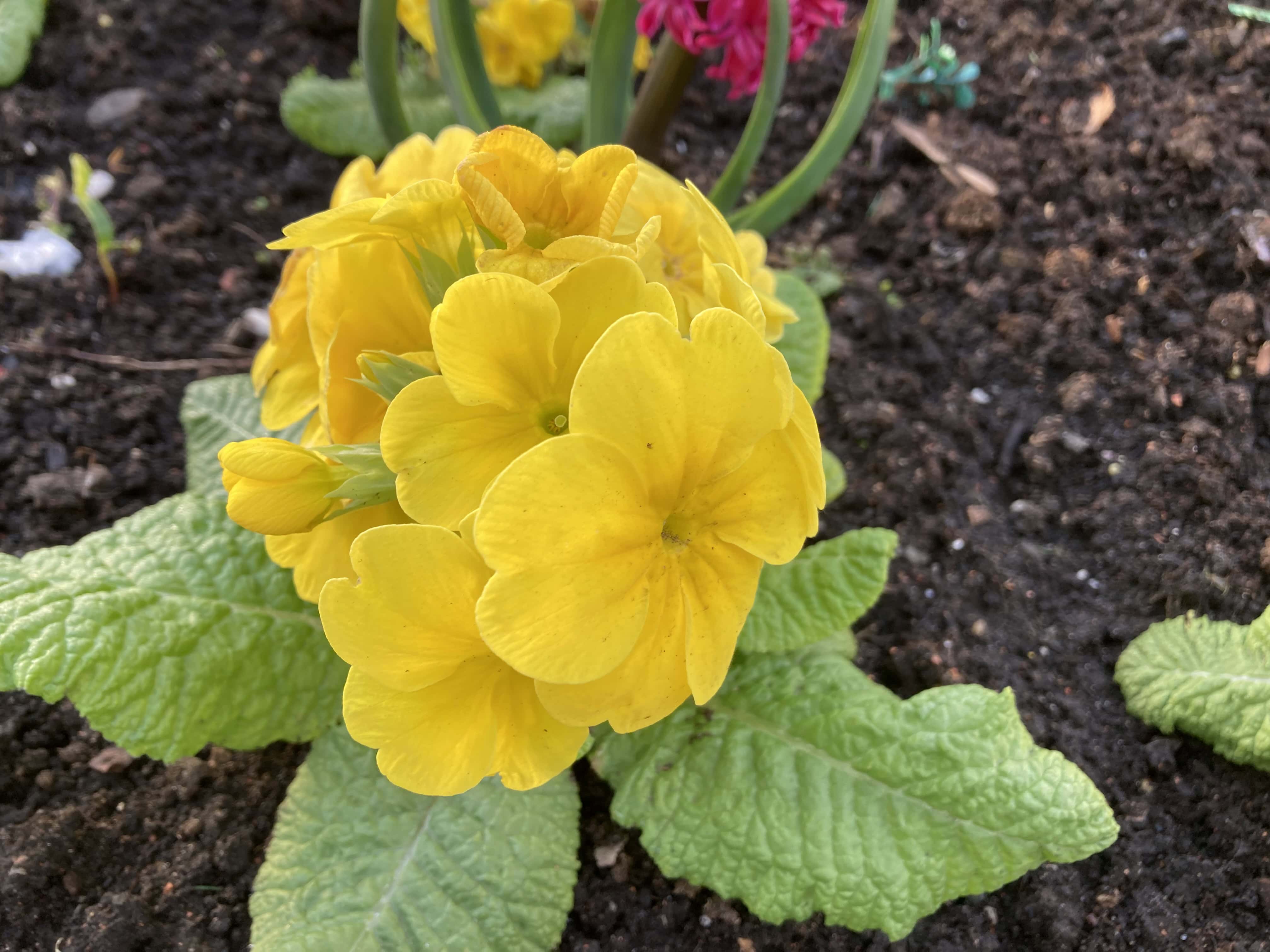 Primroses — FOTD Apr 21