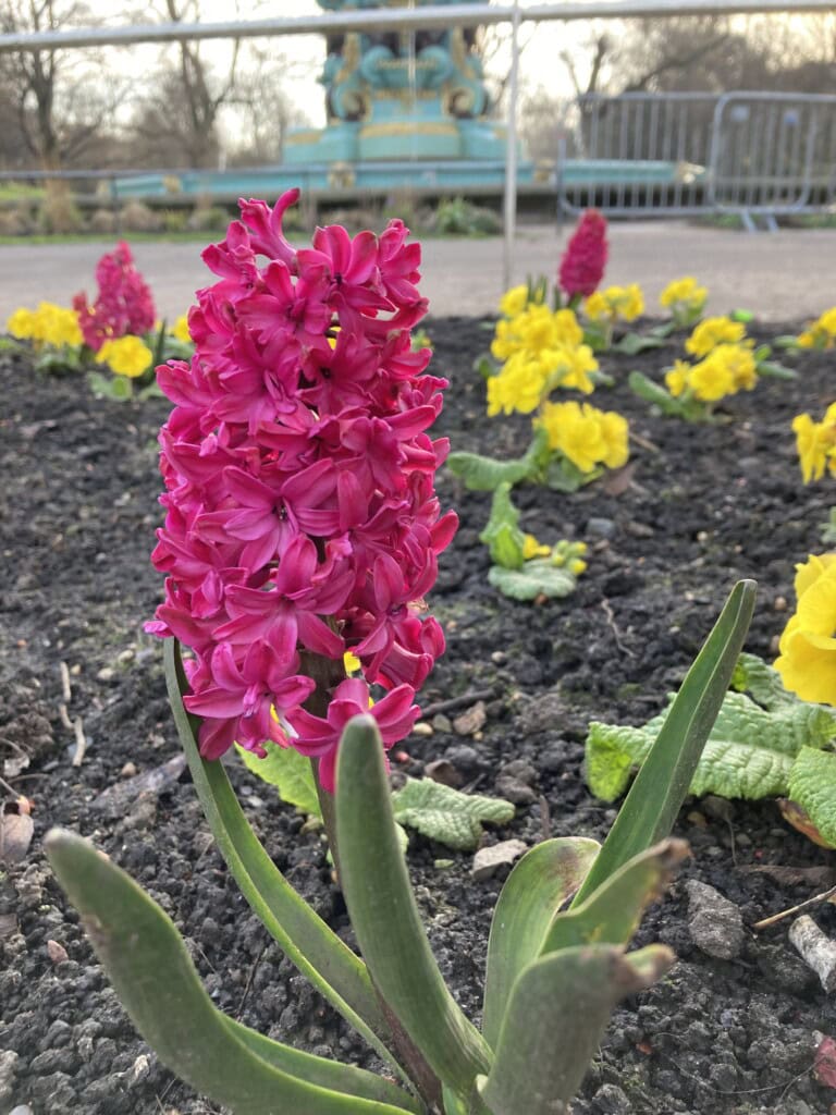 Pink hyacinth in Princes Street Gardens