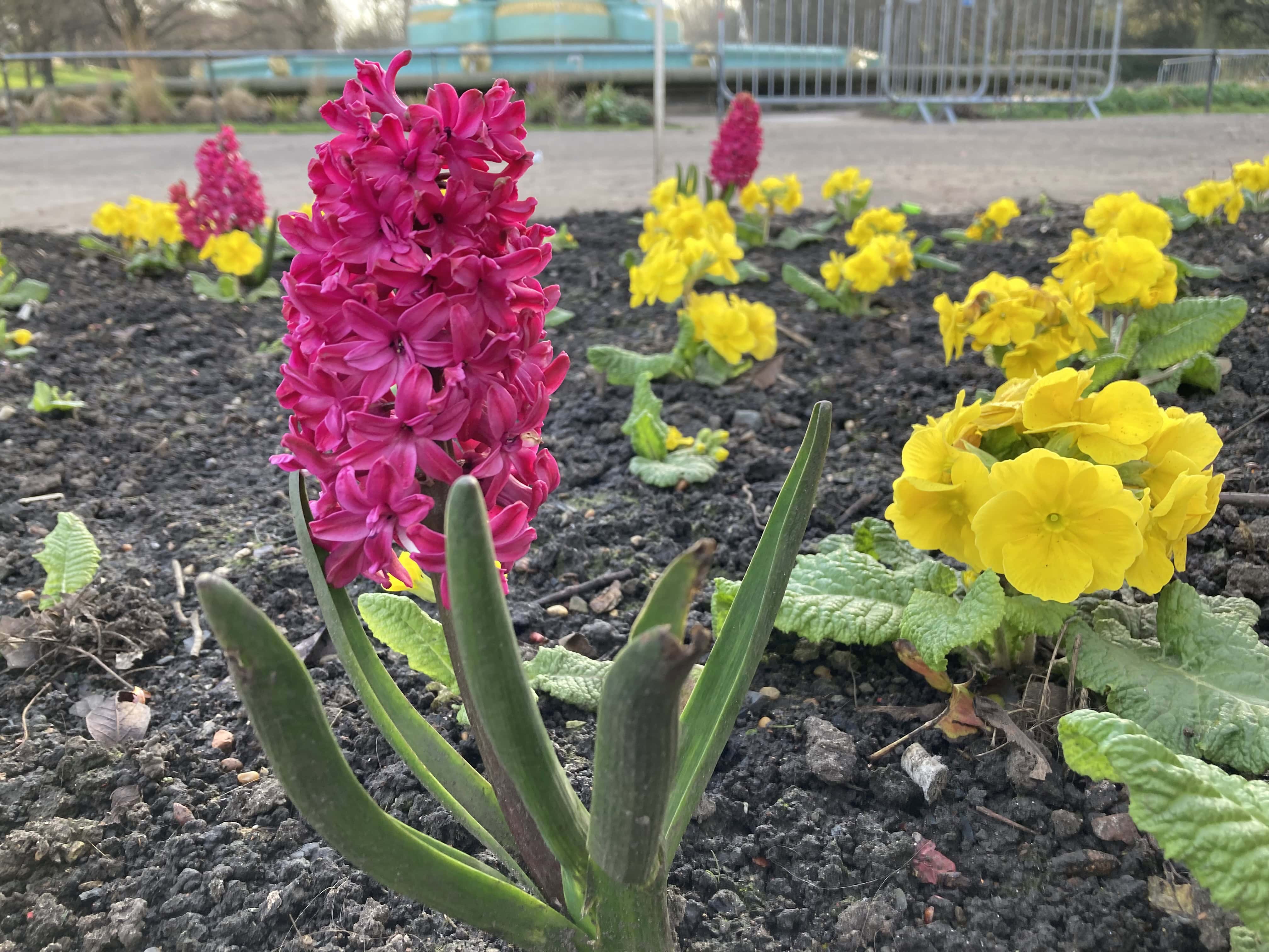Hyacinth — FOTD Apr 23