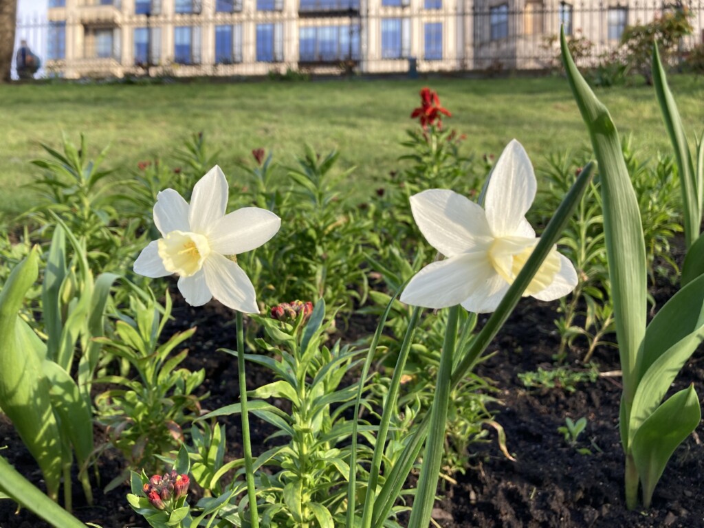 Daffodils in Princes Street Gardens