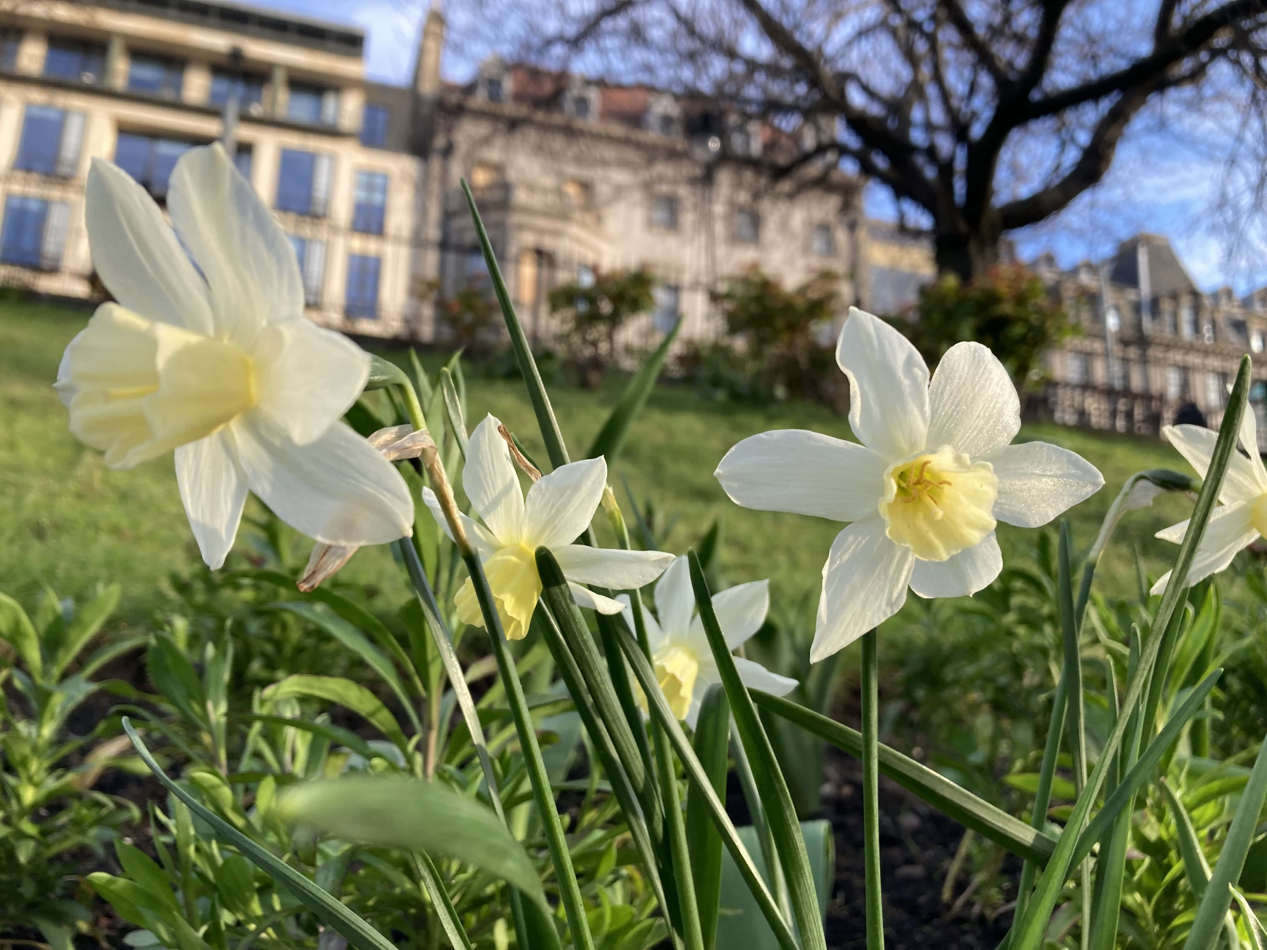 Daffodils — FOTD Apr 26