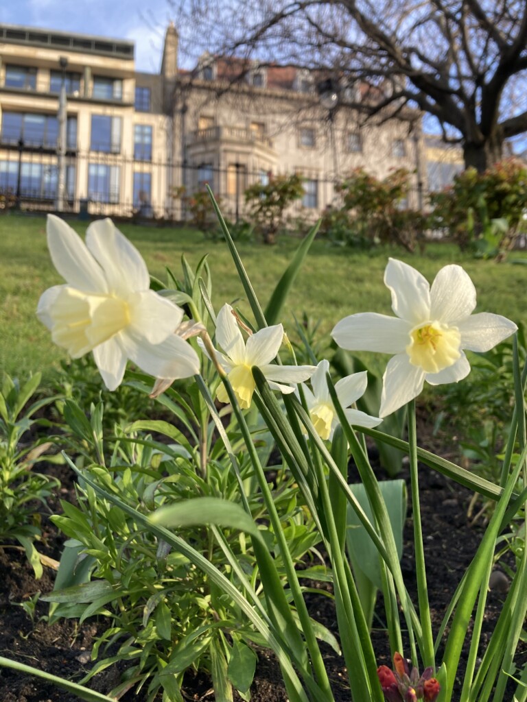 Daffodils in Princes Street Gardens