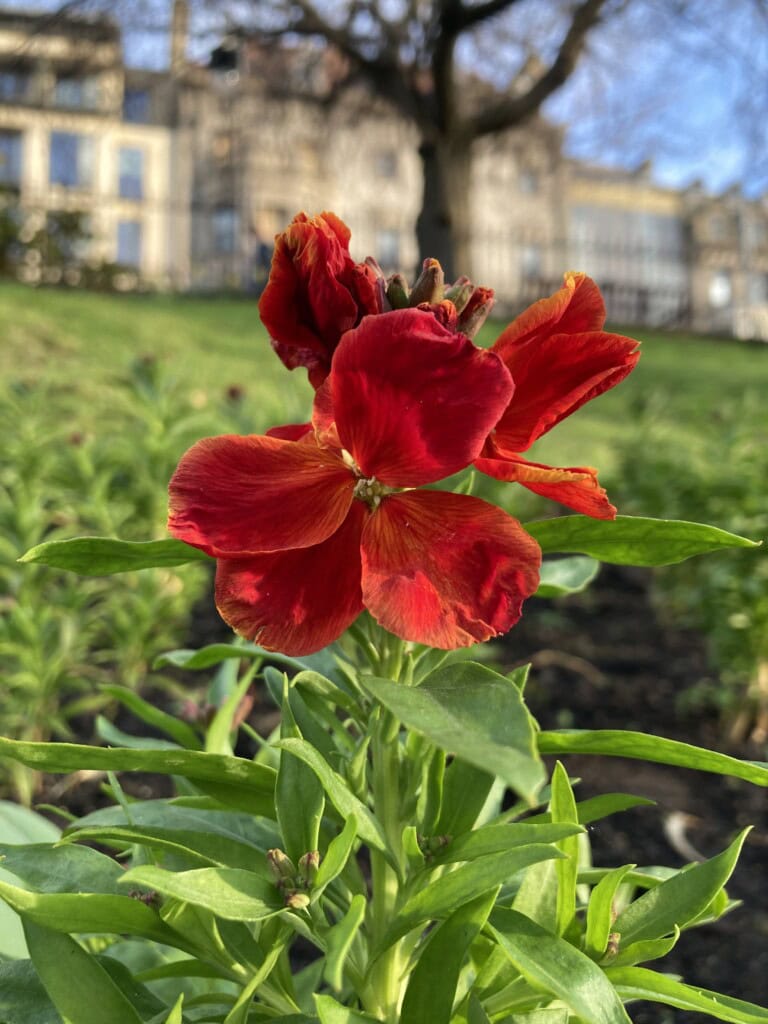 Erysimum Cheiri