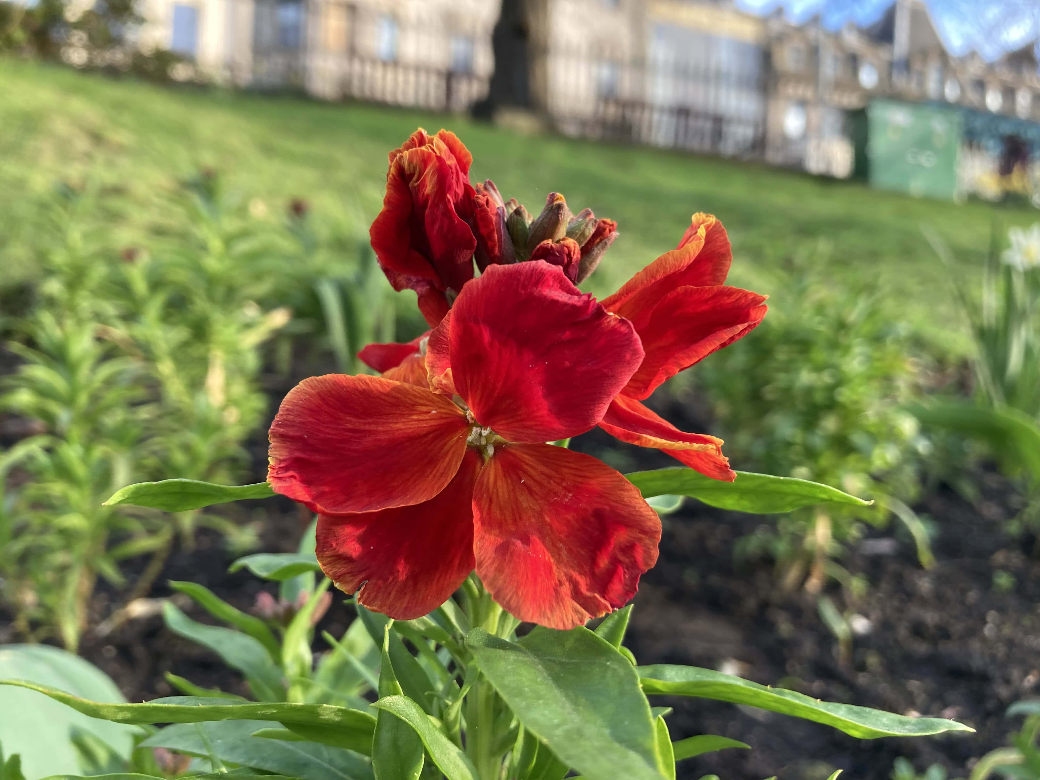 Erysimum Cheiri — FOTD Apr 07