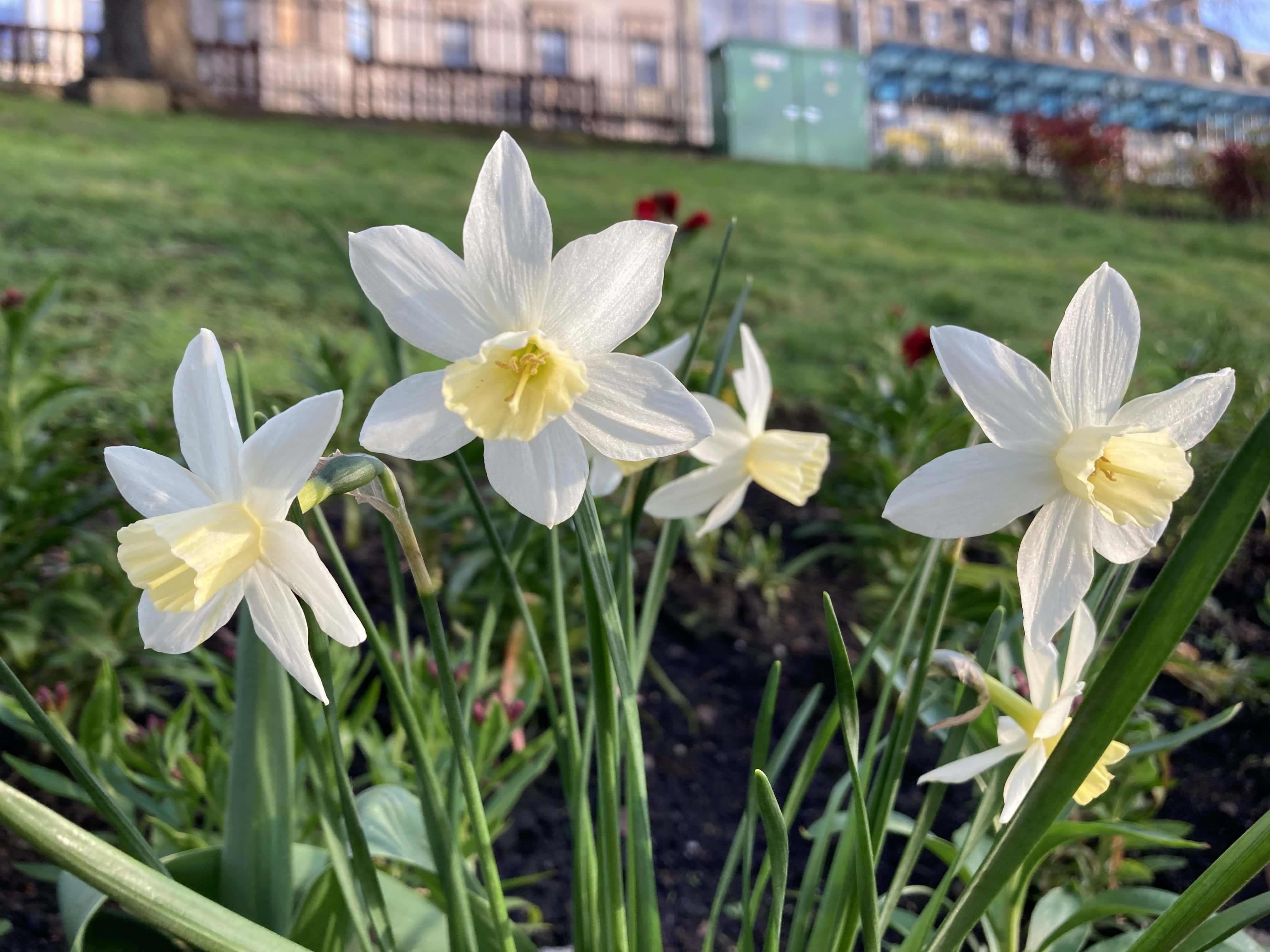 Daffodils — FOTD Apr 27