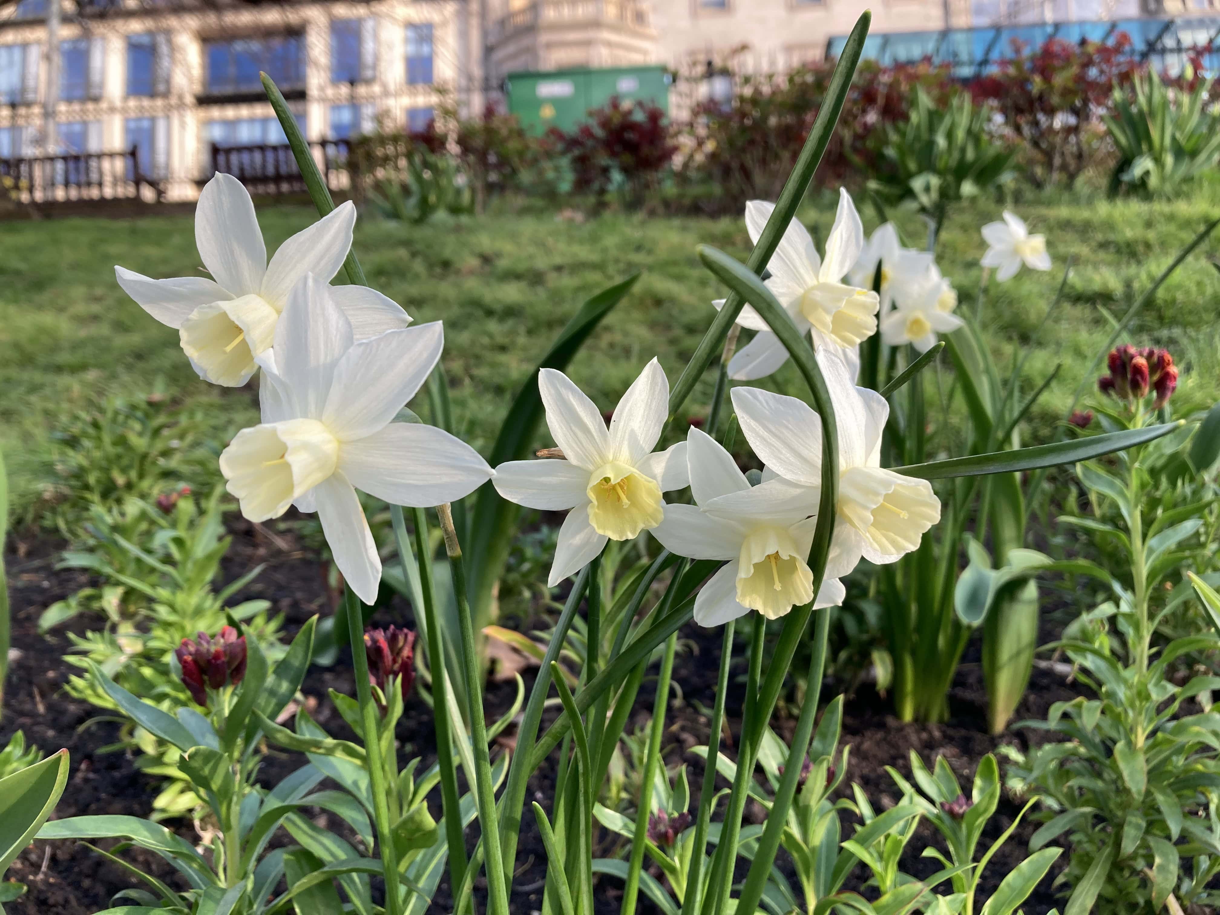 Daffodils — FOTD Apr 28