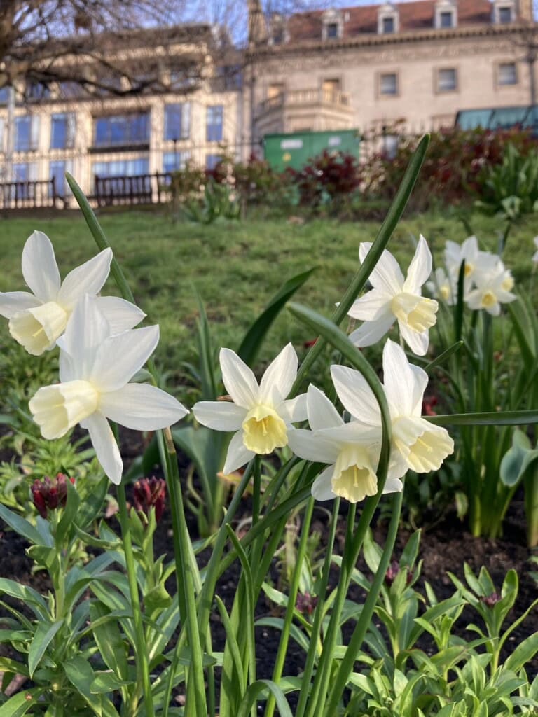 Daffodils in Princes Street Gardens