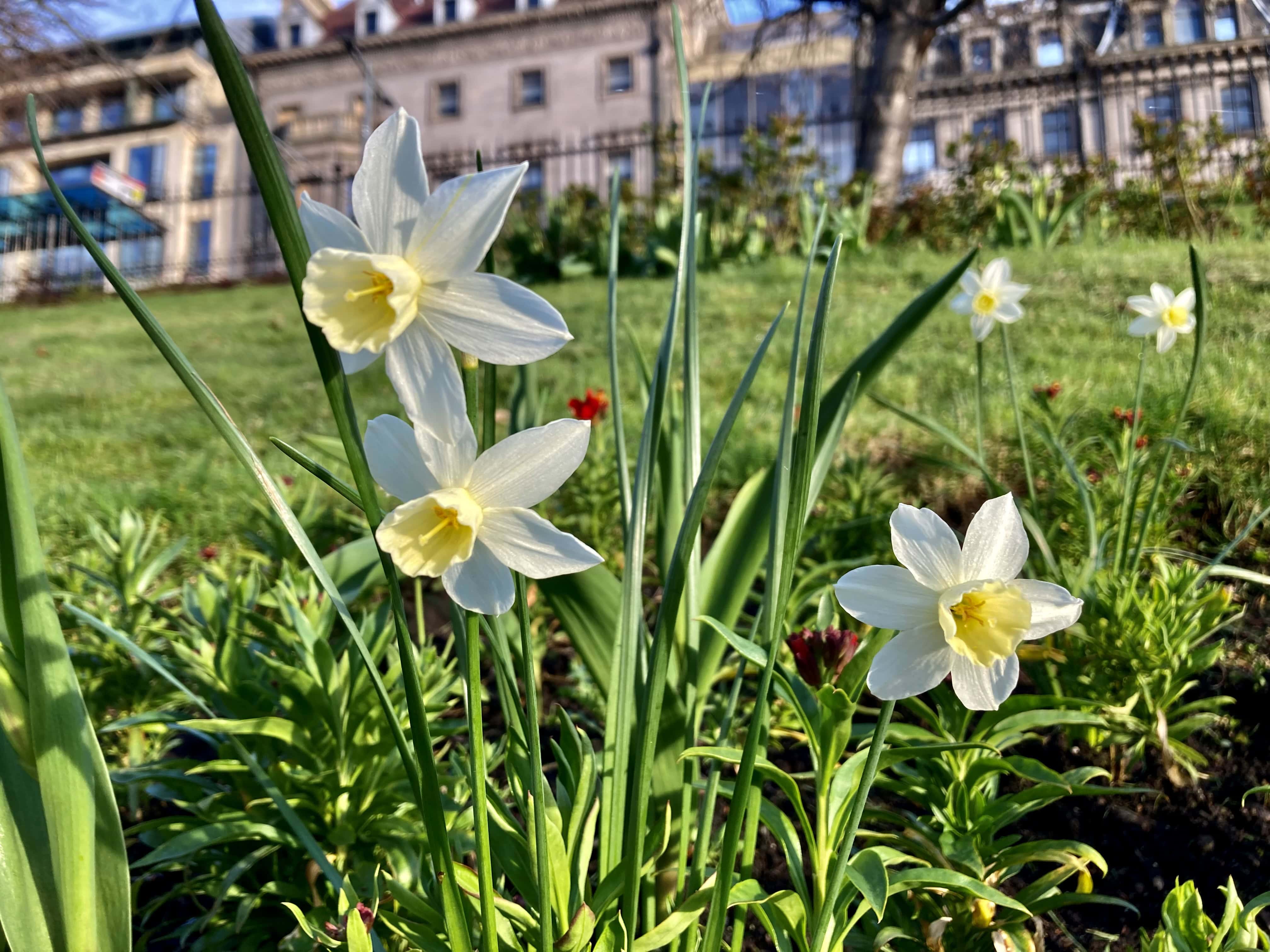 Daffodils in the Sun — Thursday Trios