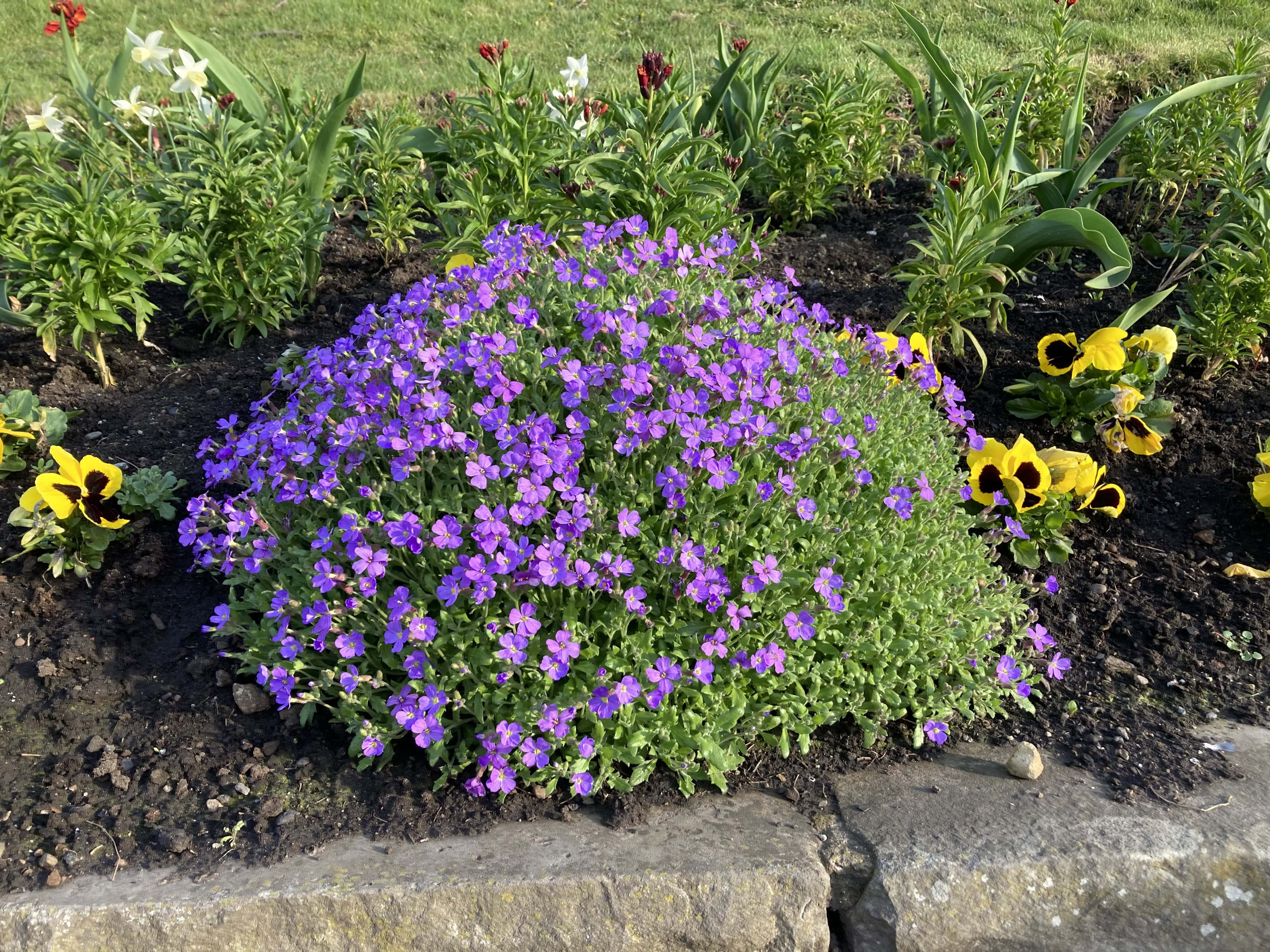 Aubrieta — FOTD Apr 09