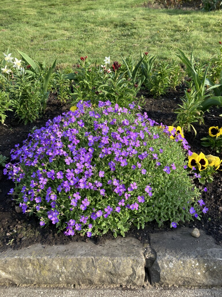 Aubrieta