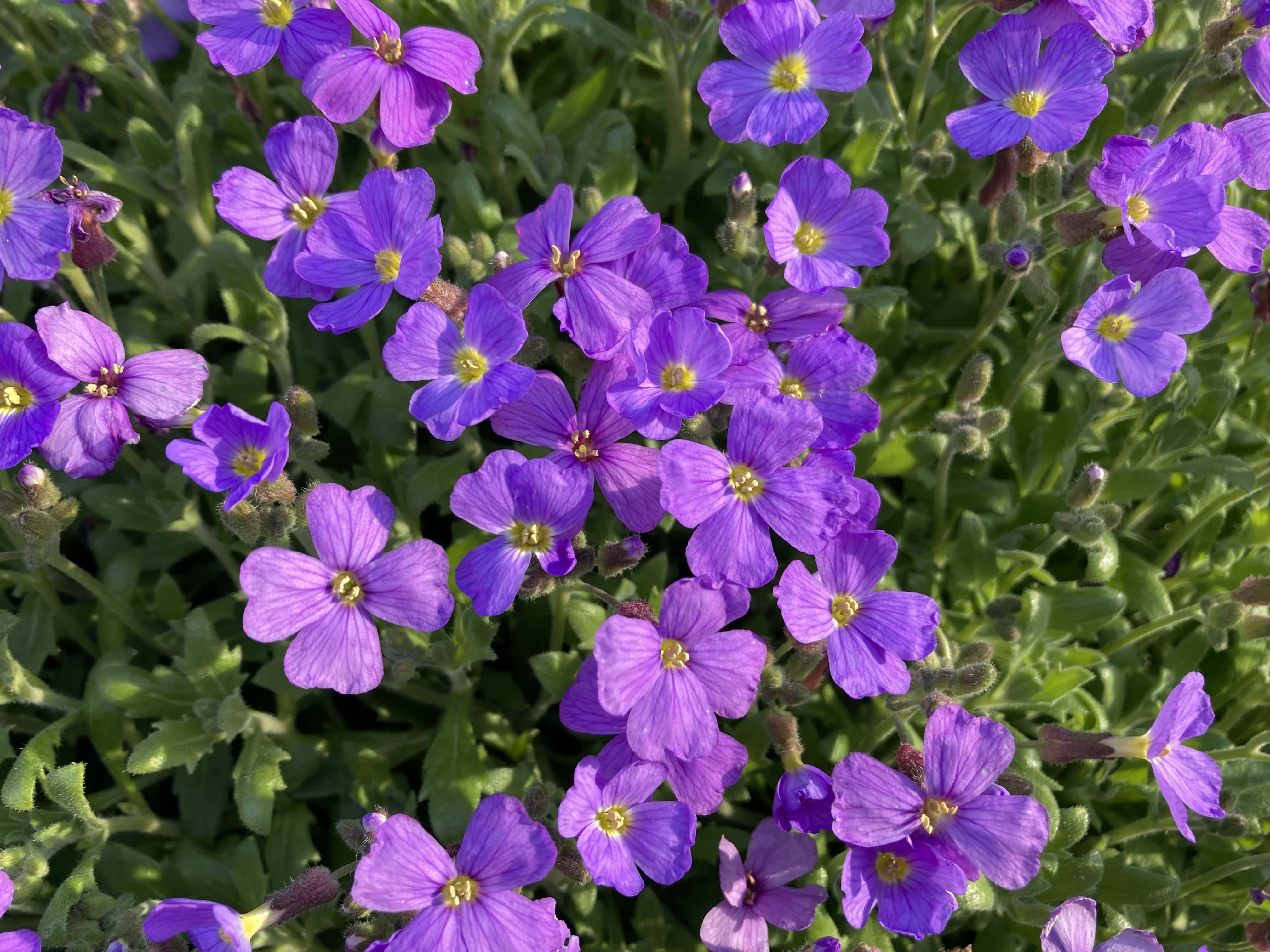 Aubrieta — FOTD Apr 10